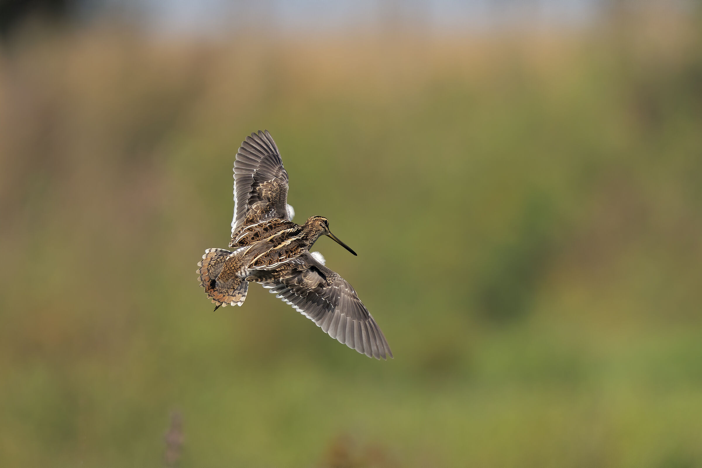 I colori del Beccaccino