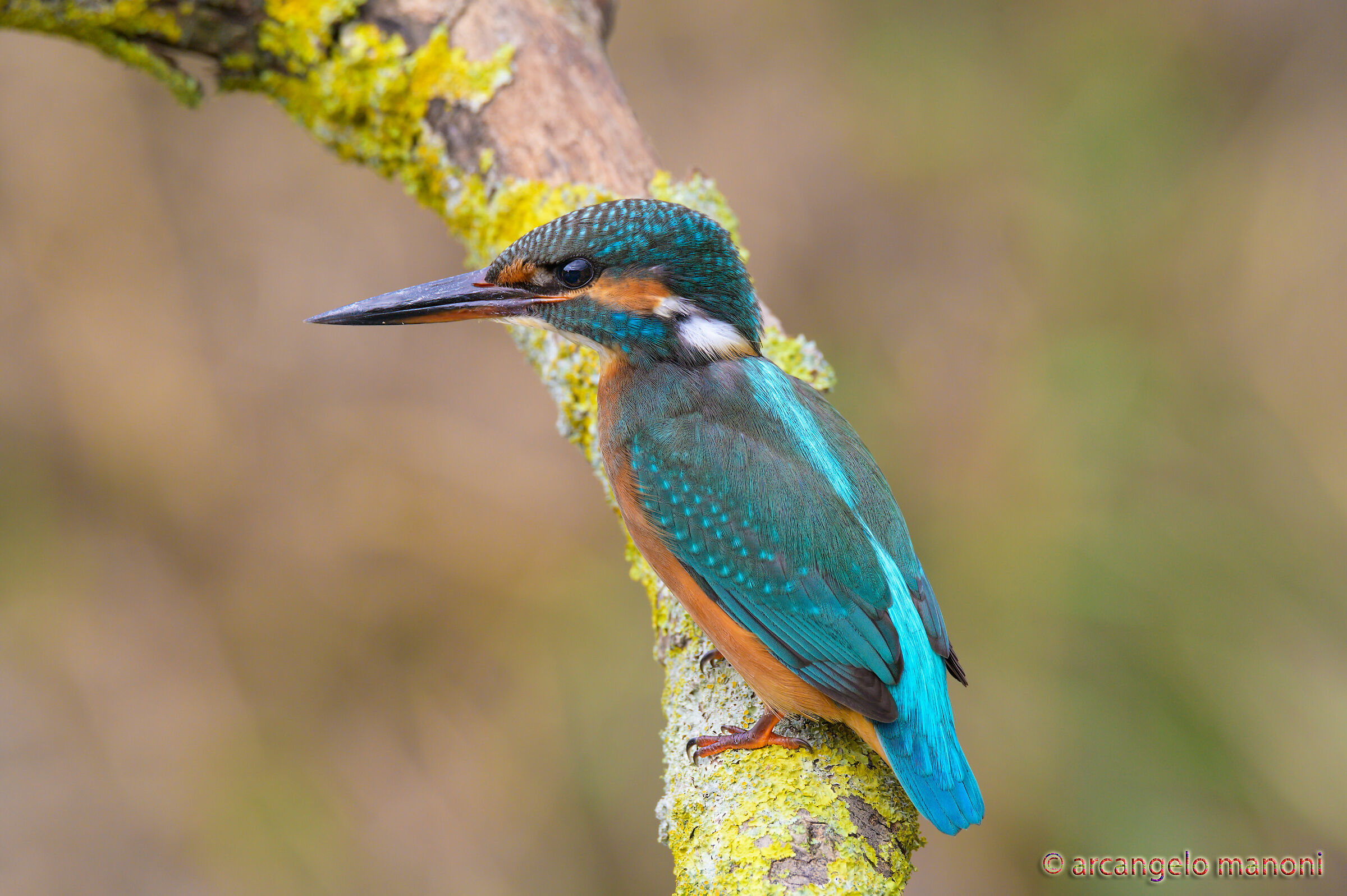 The martina posing for me