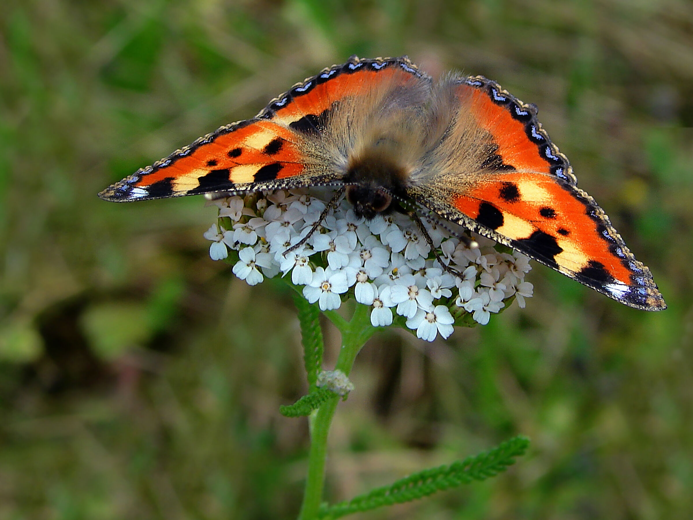 Rusa&lstrok;ka pokrzywnik