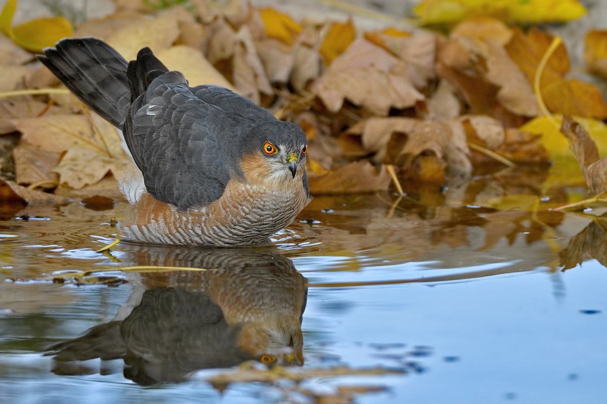 Sparrowhawk (Accipiter nisus)