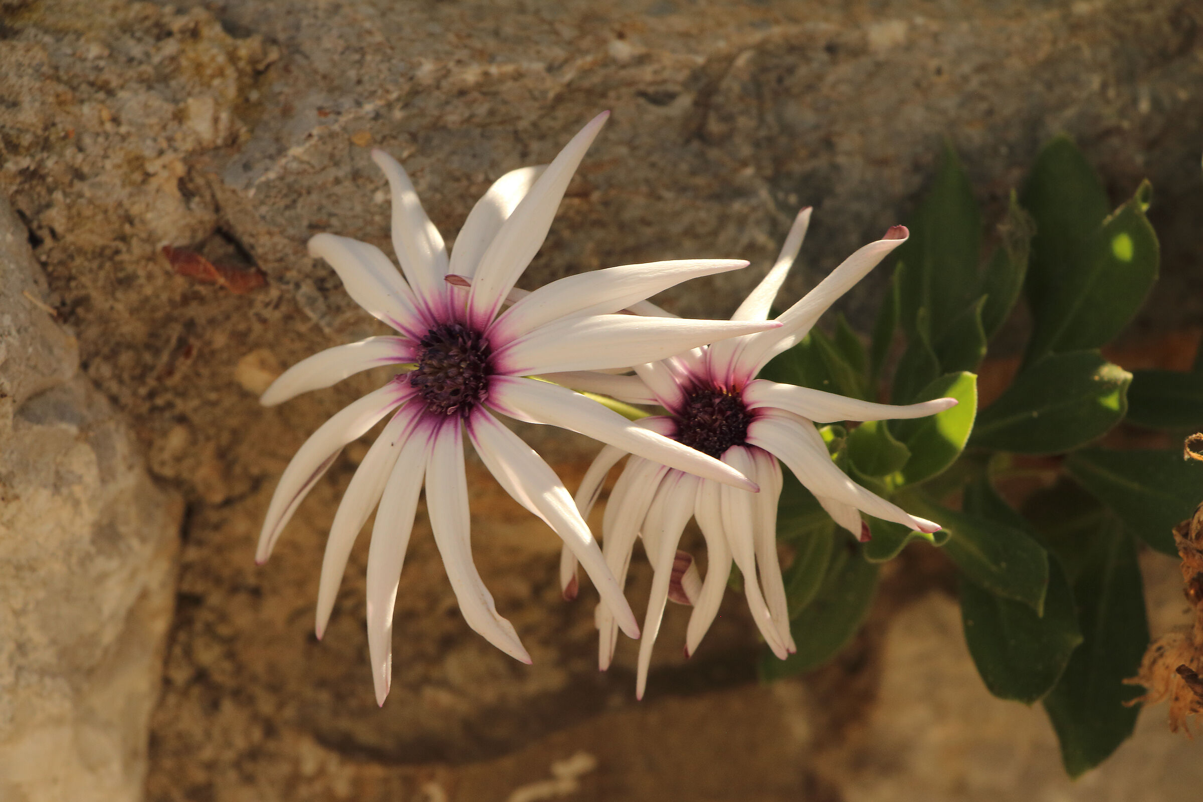 Flowers by Karpathos