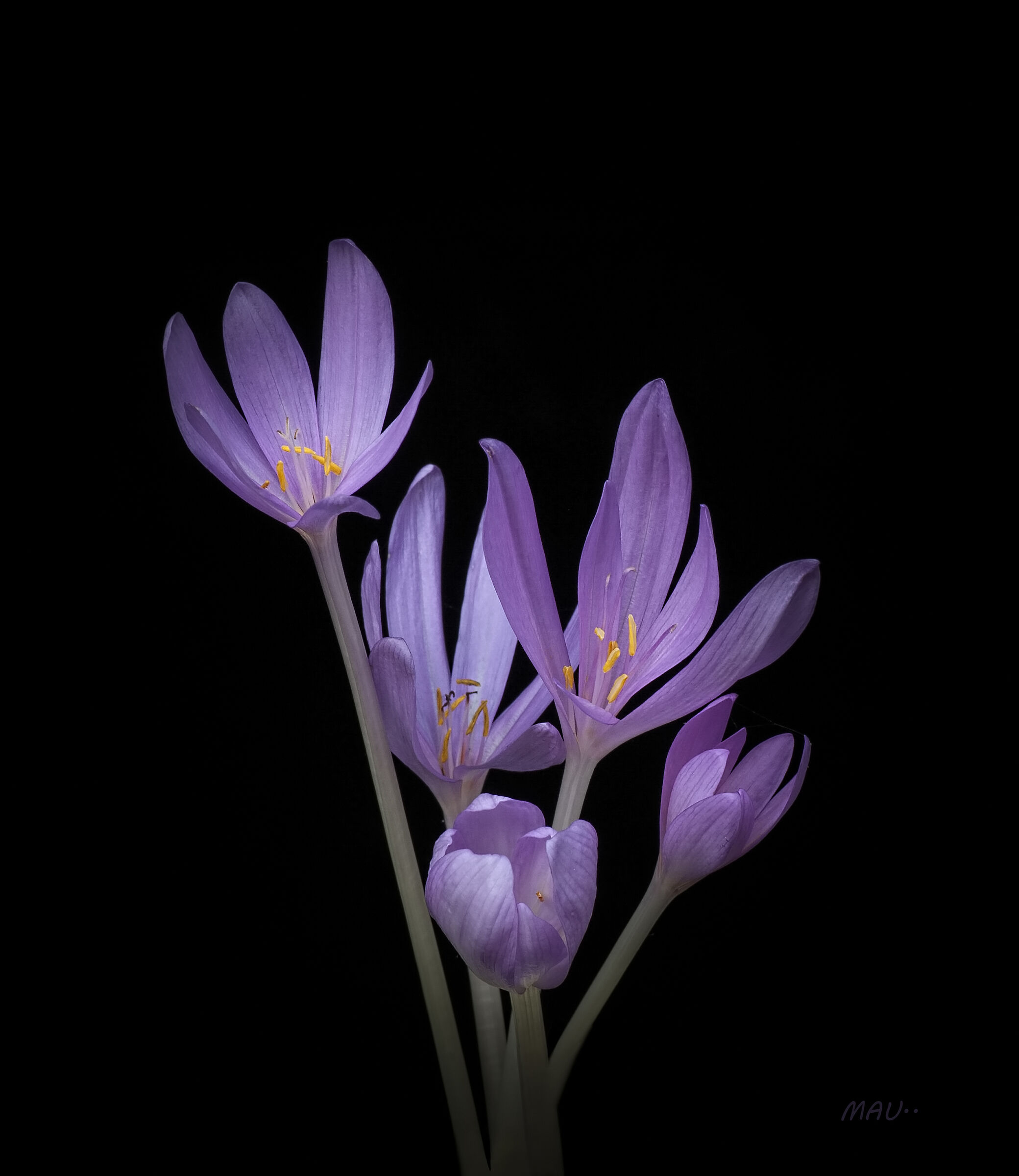 Autumn Colchicus