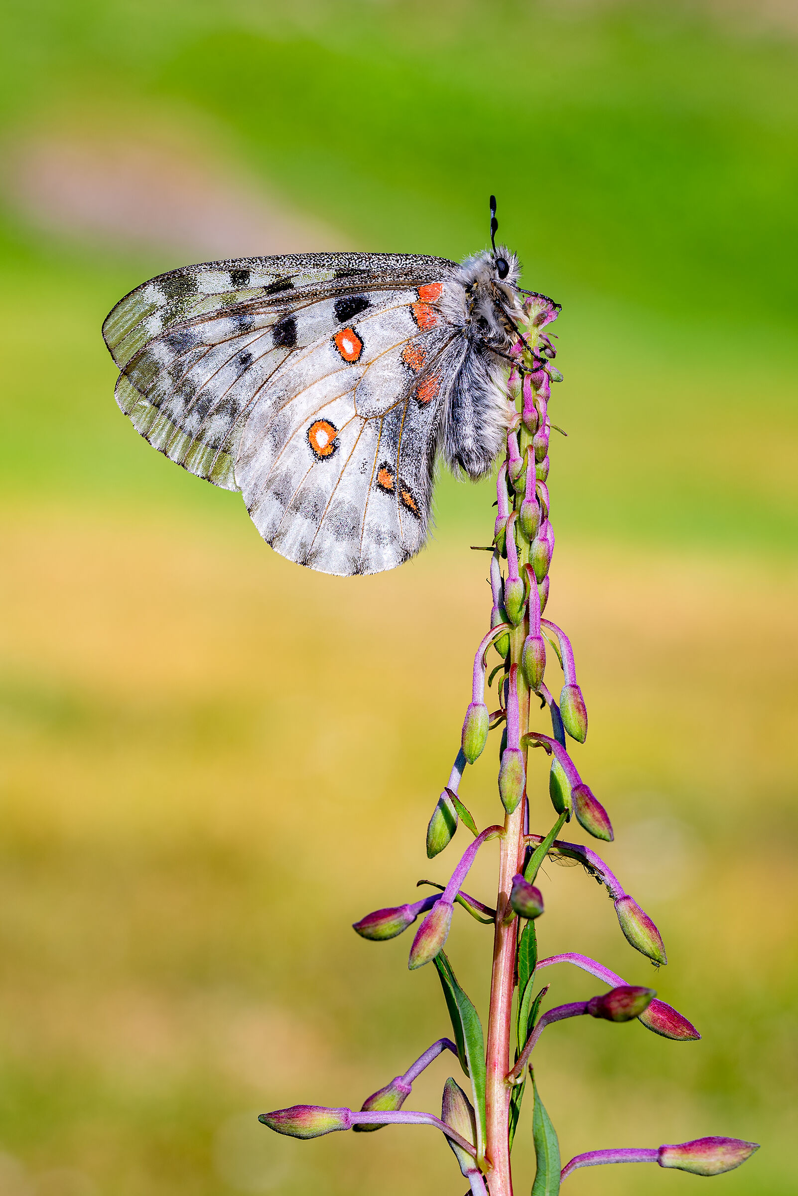 Parnassius apollo.