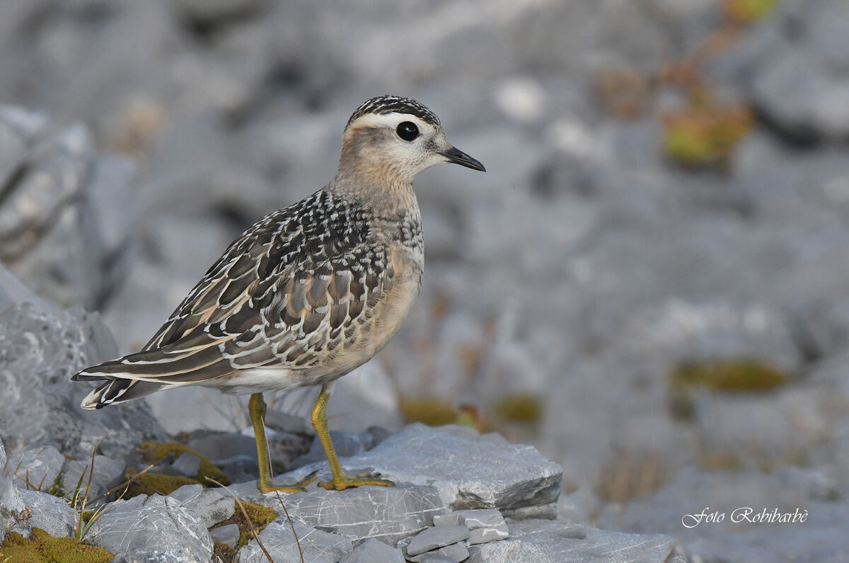 Piviere tortolino...