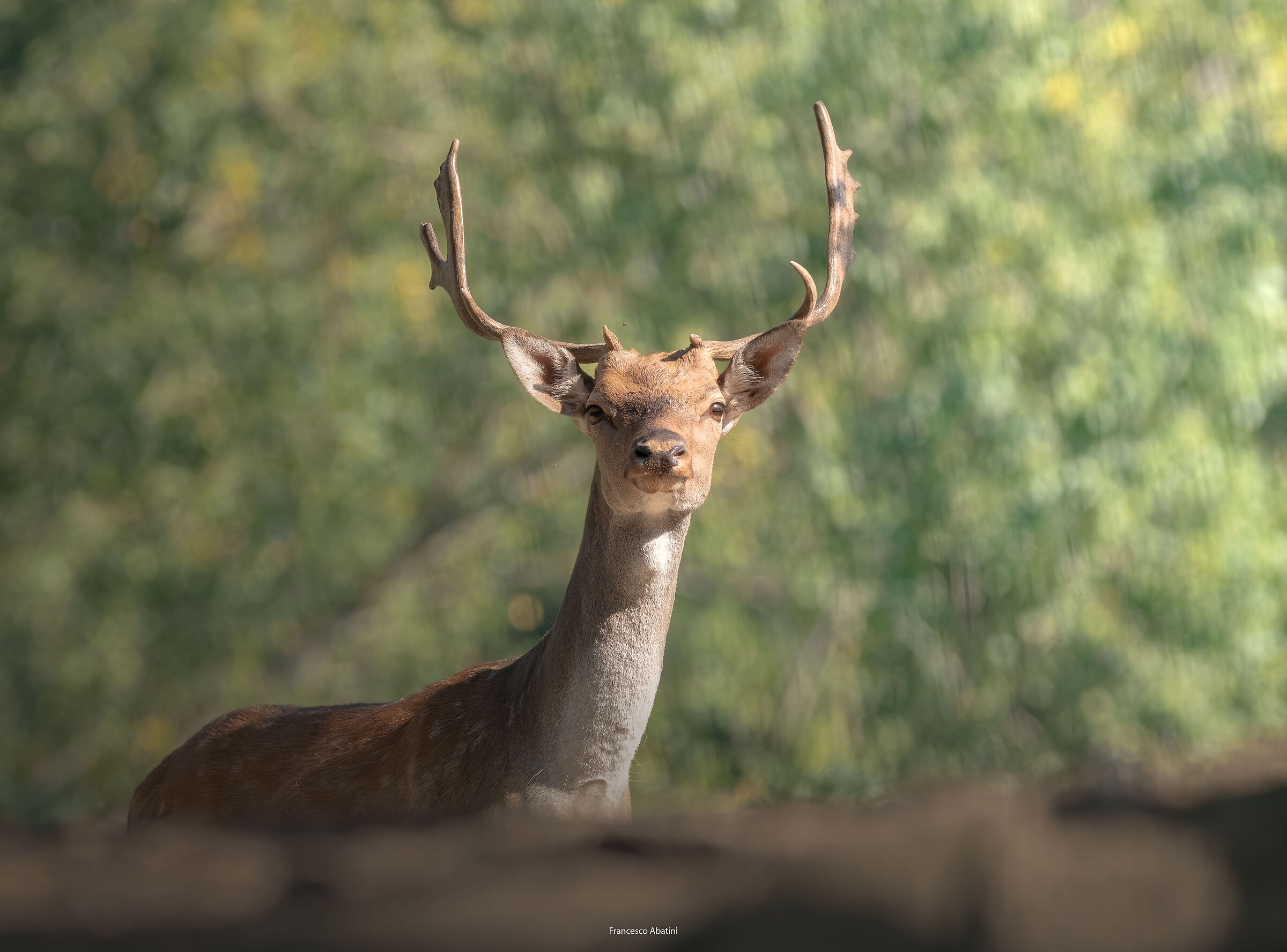 "Fallow deer"