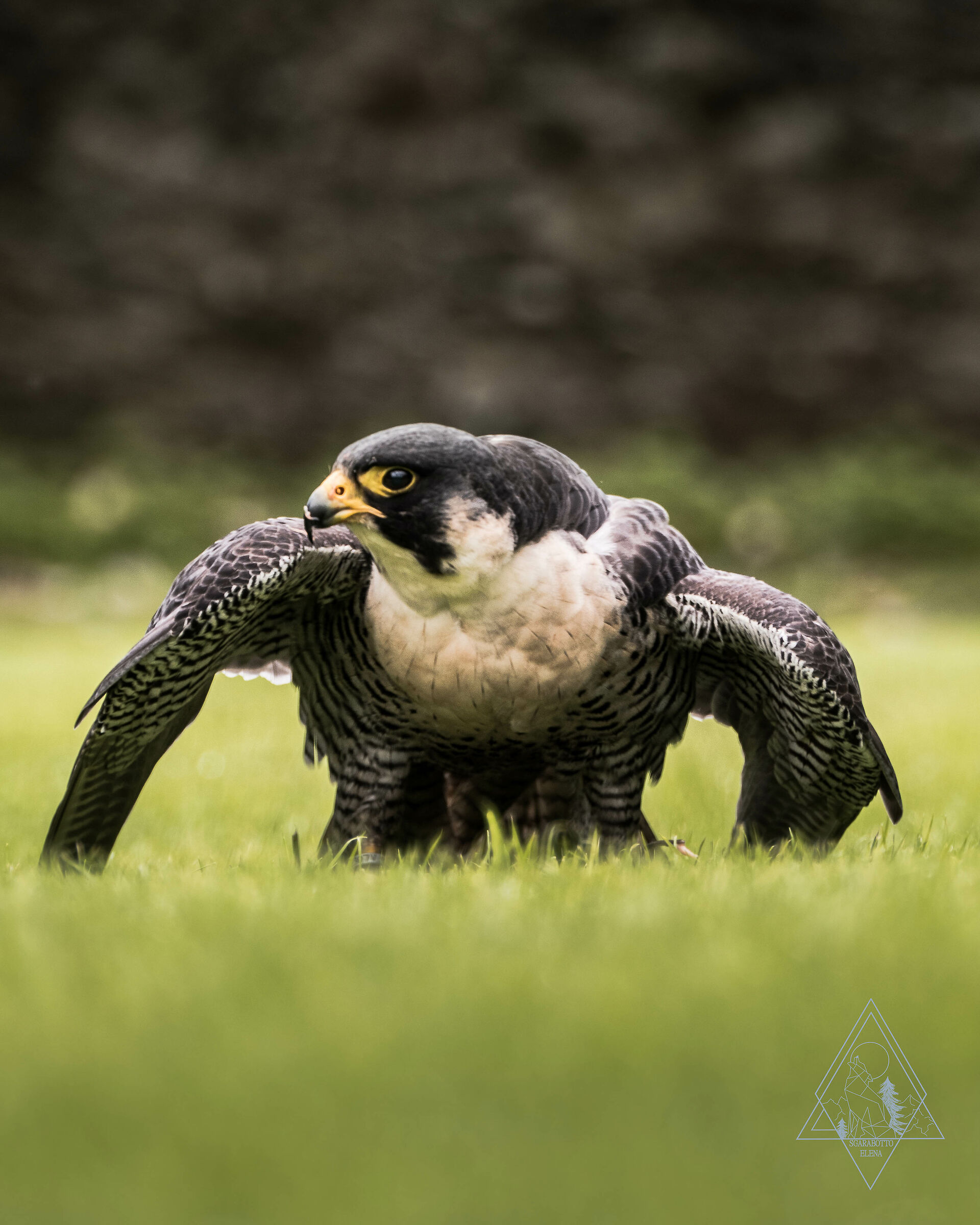 Falco peregrinus