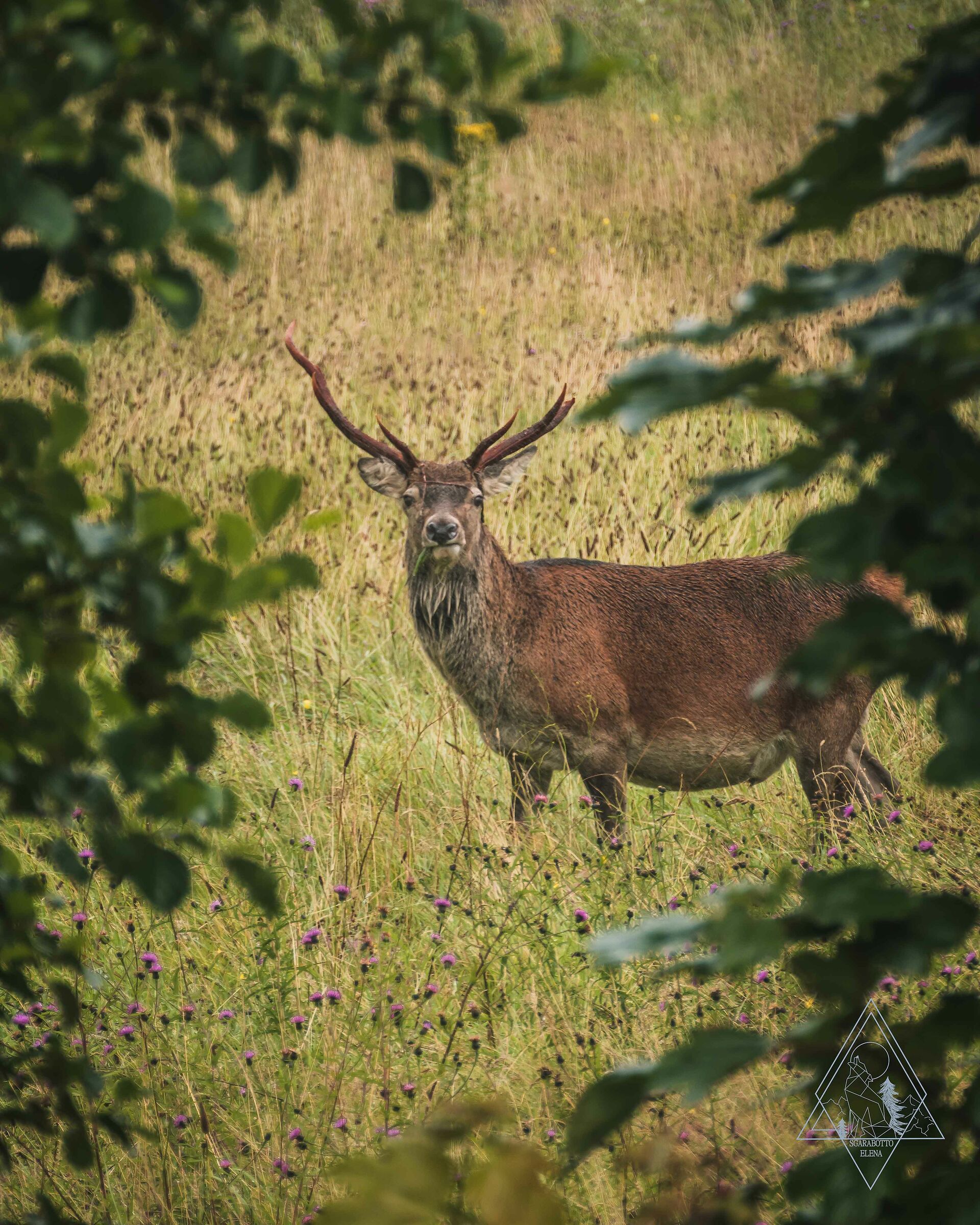 Cervus elaphus