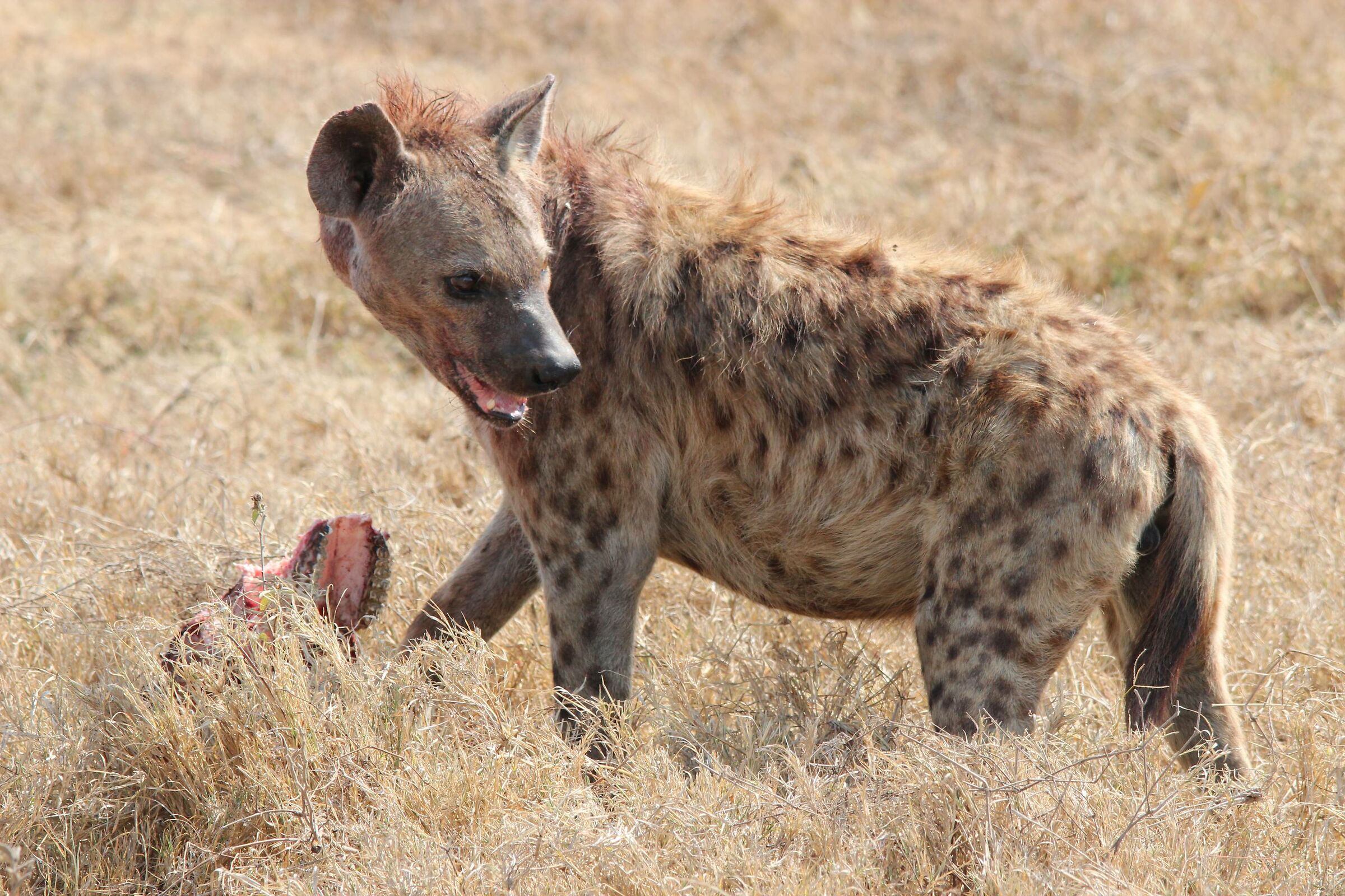 Hyena