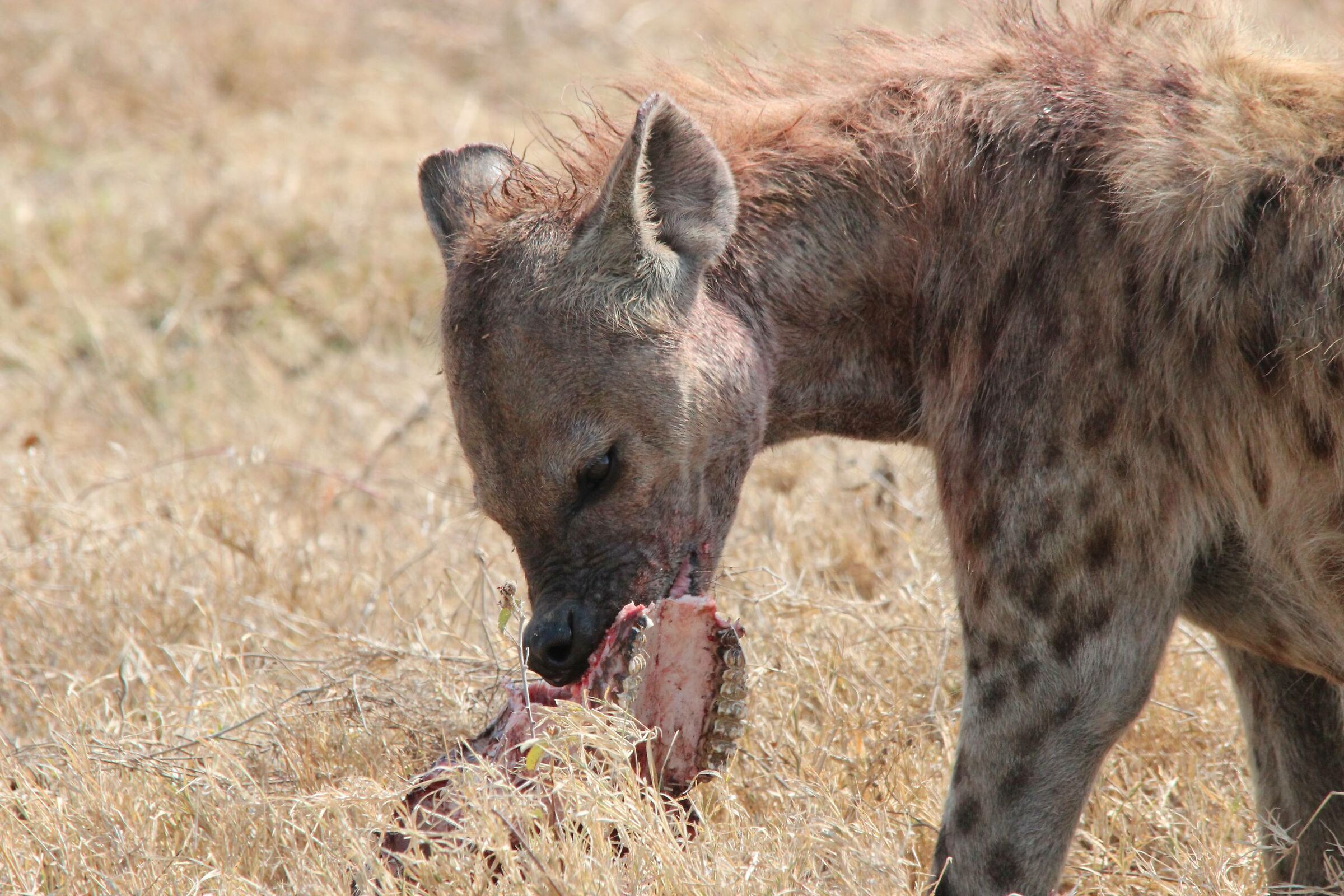 Hyena... the scavenger