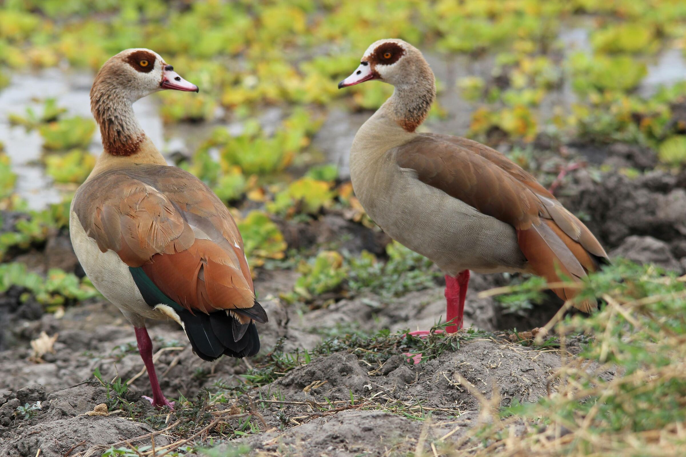 Egyptian goose