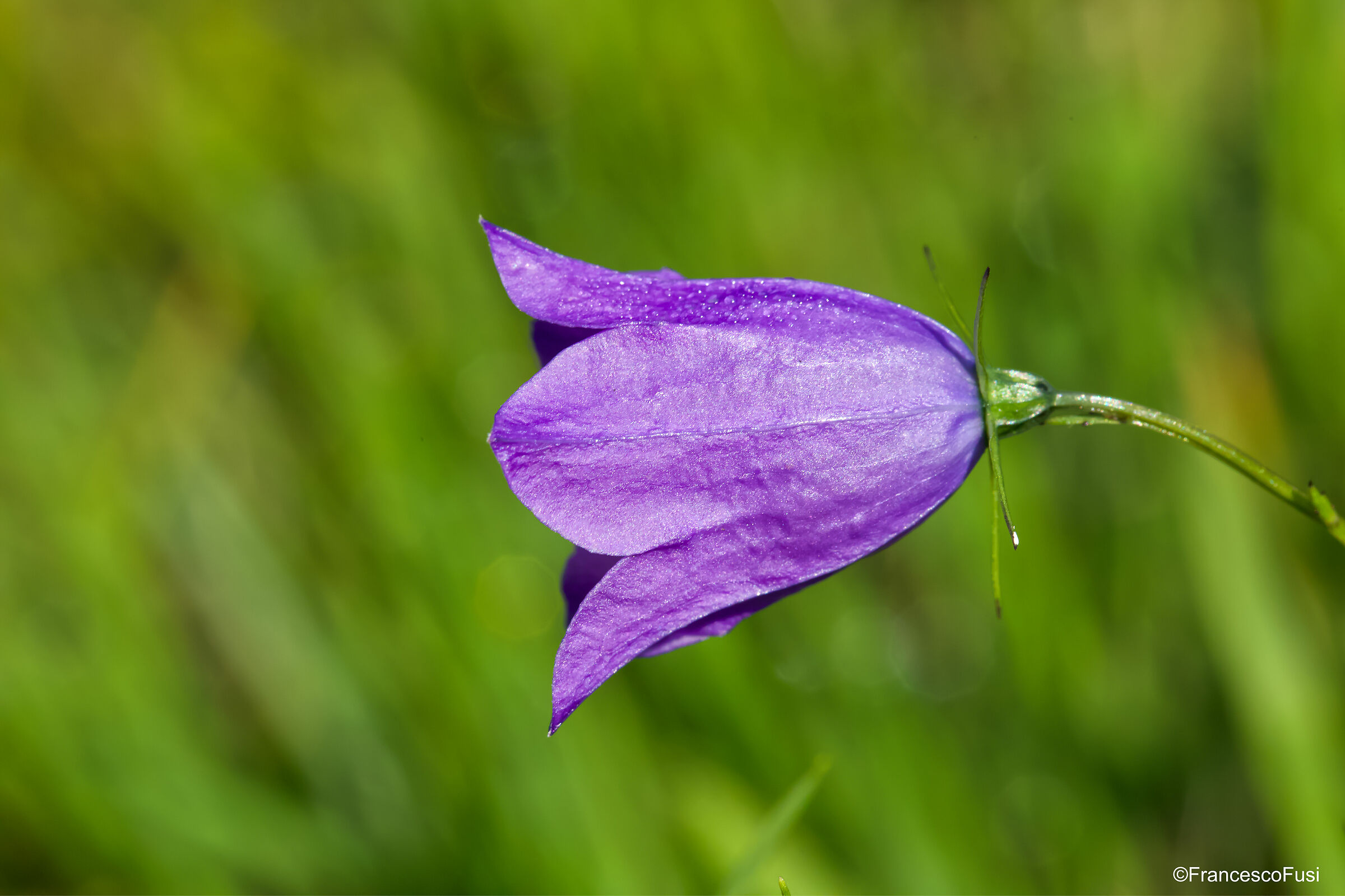 Profilo di campanula