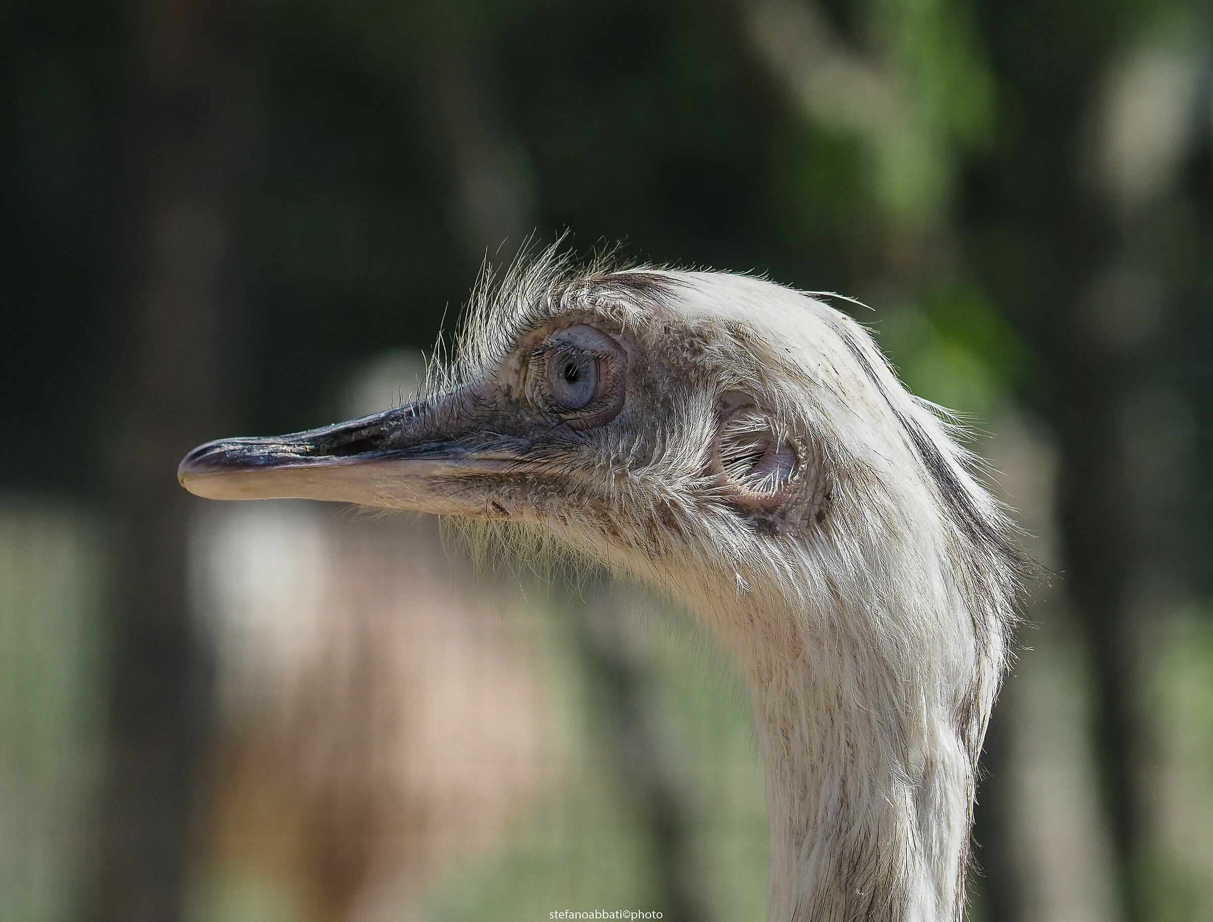 Zoo di Pesco Sannita (bn)