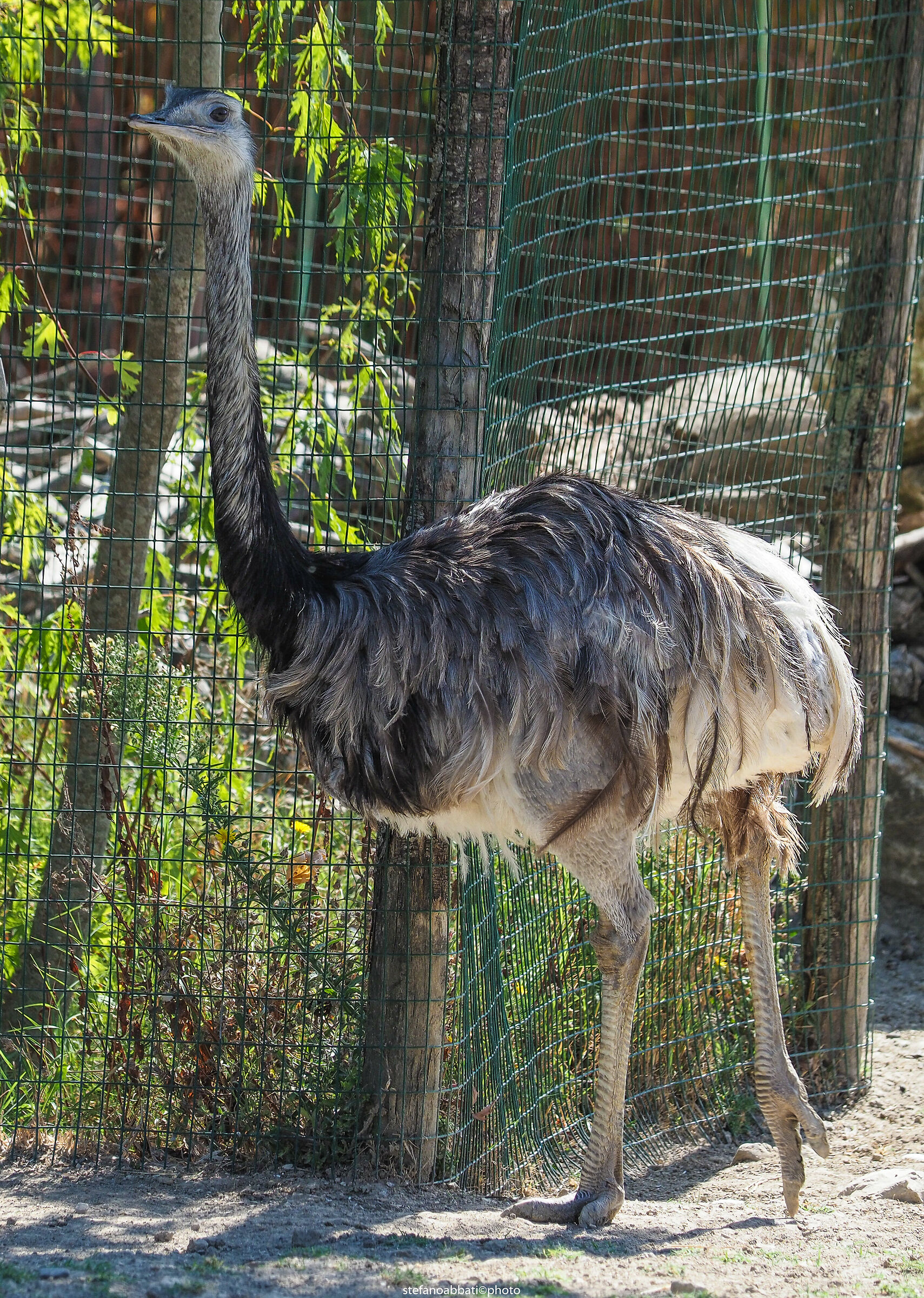 Zoo di Pesco Sannita (bn)