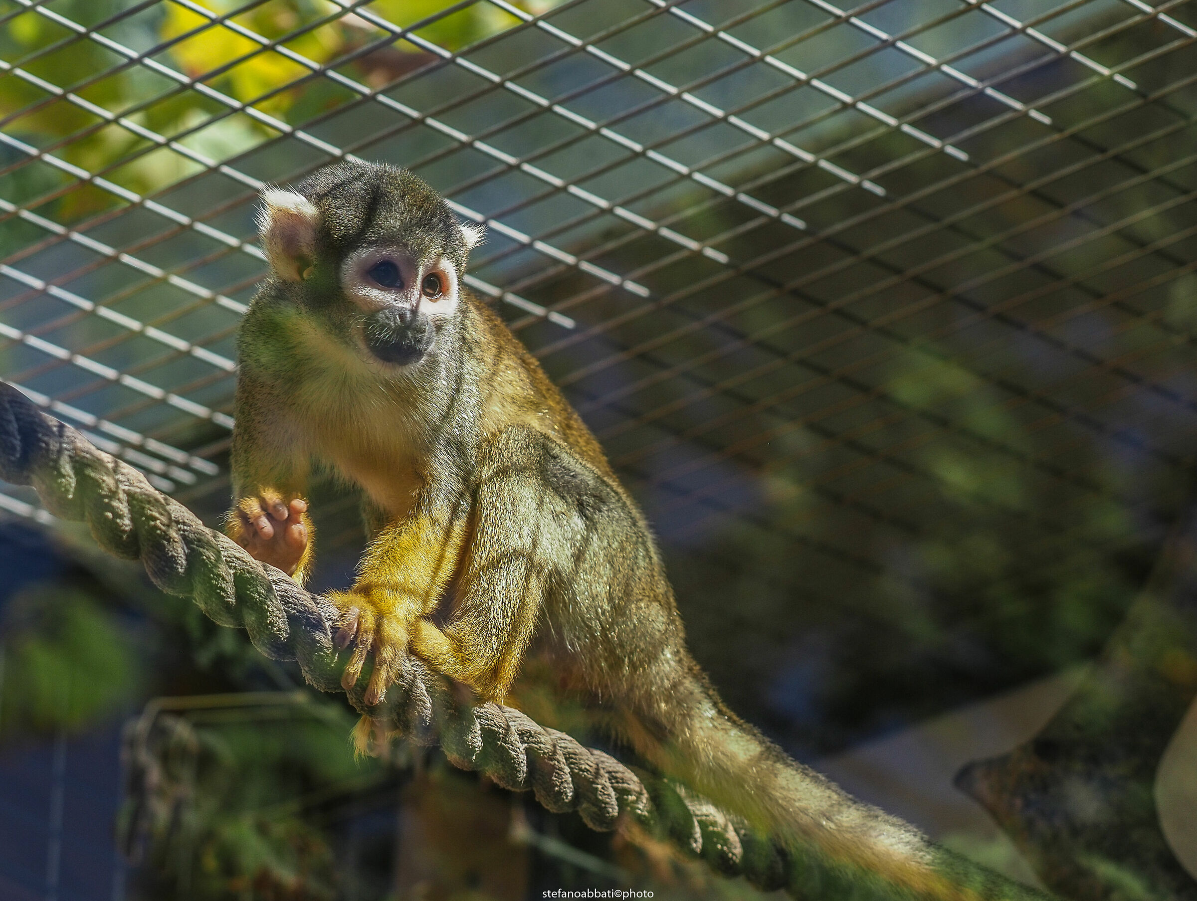 Pesco Sannita Zoo (BN)