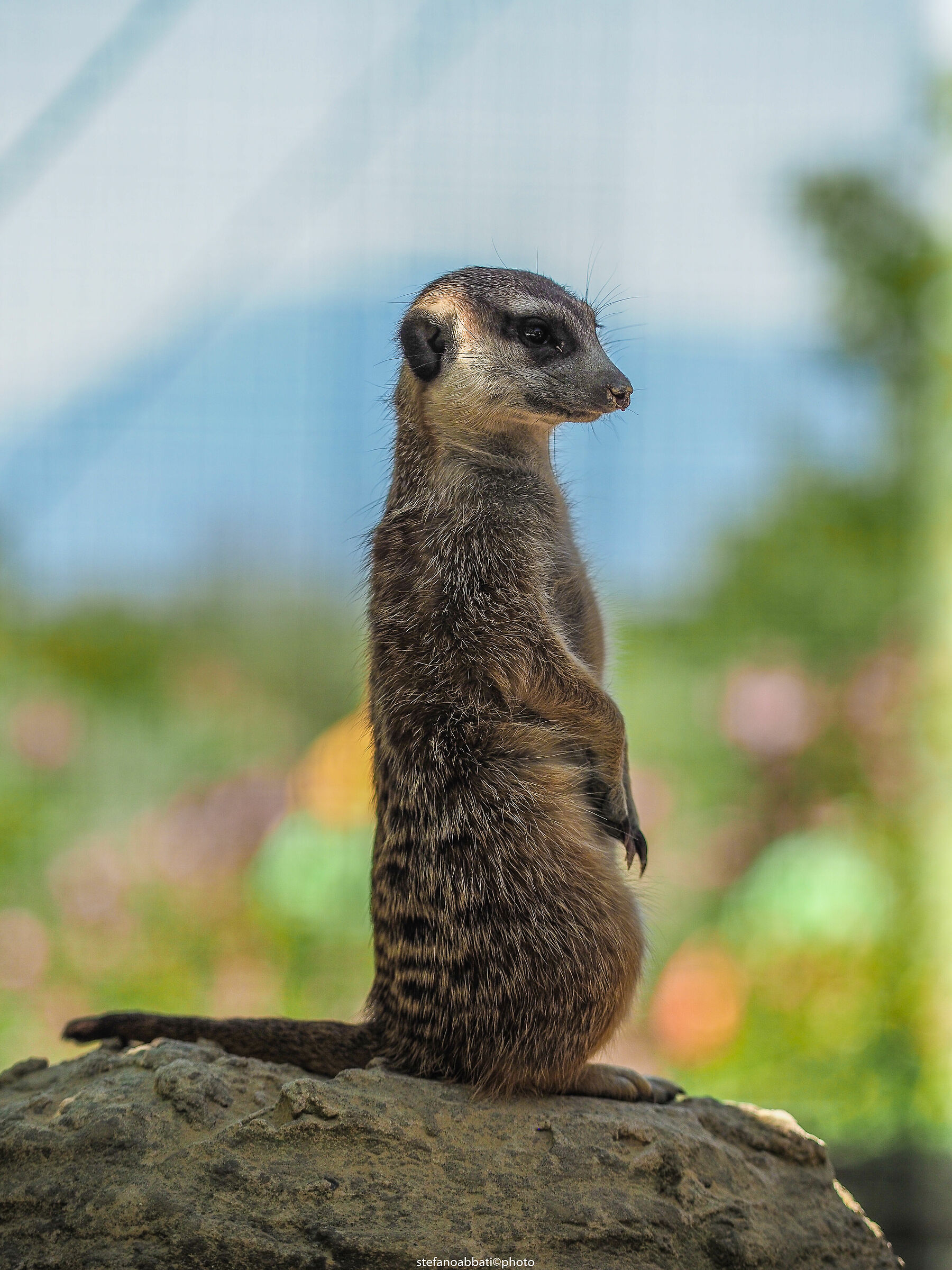 Zoo di Pesco Sannita (bn)