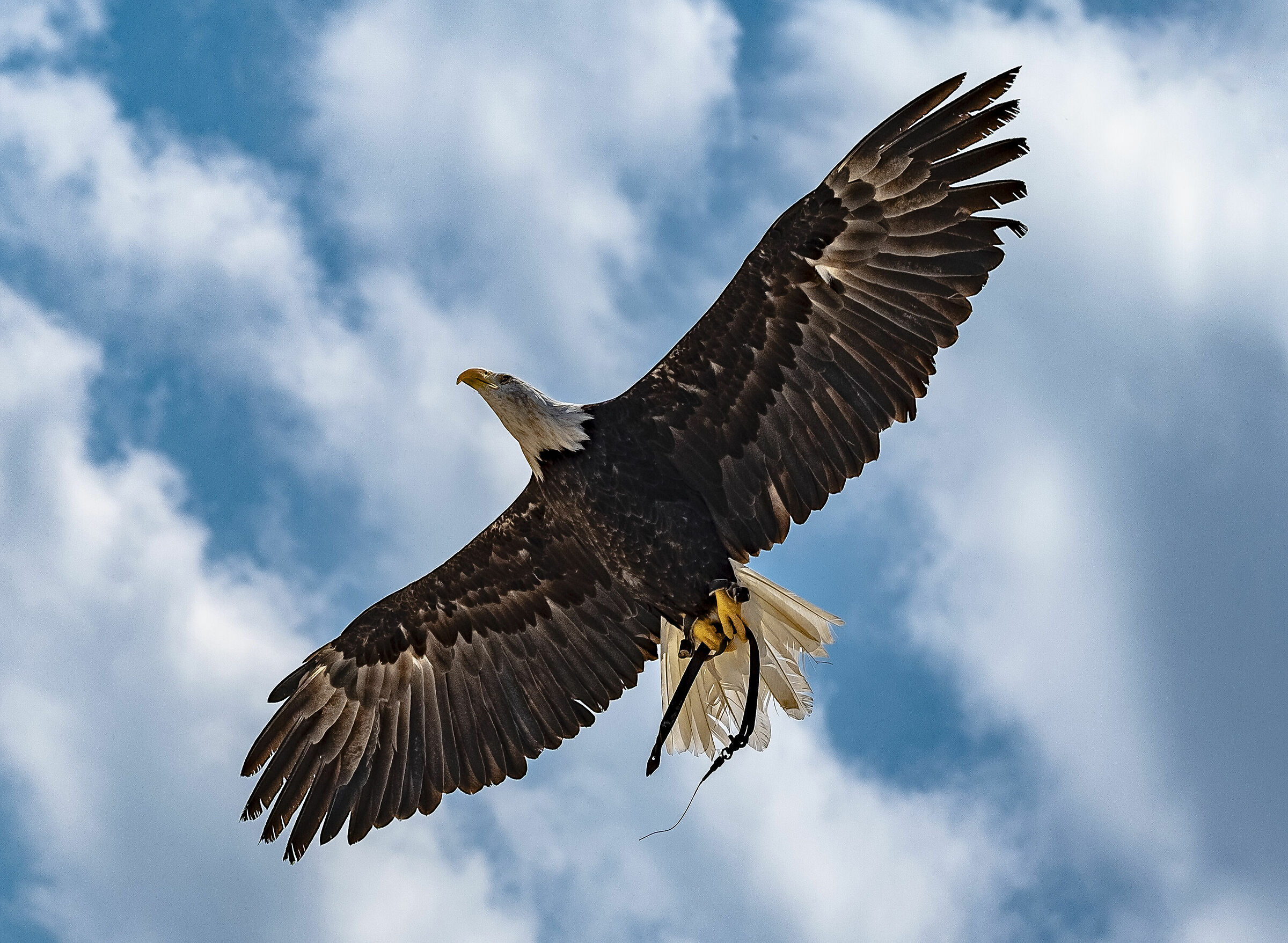 sua Maestà ... l'Aquila