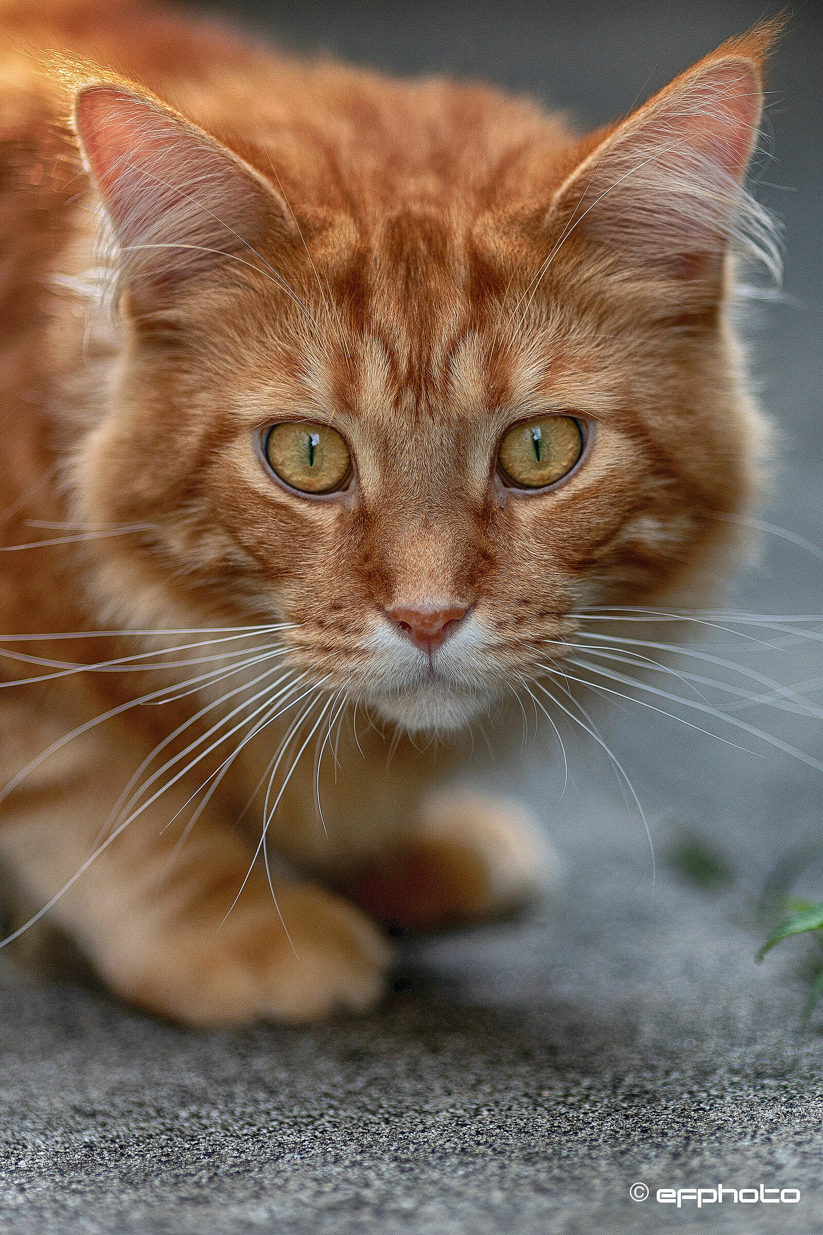 kiro