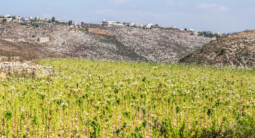 Tobacco Field