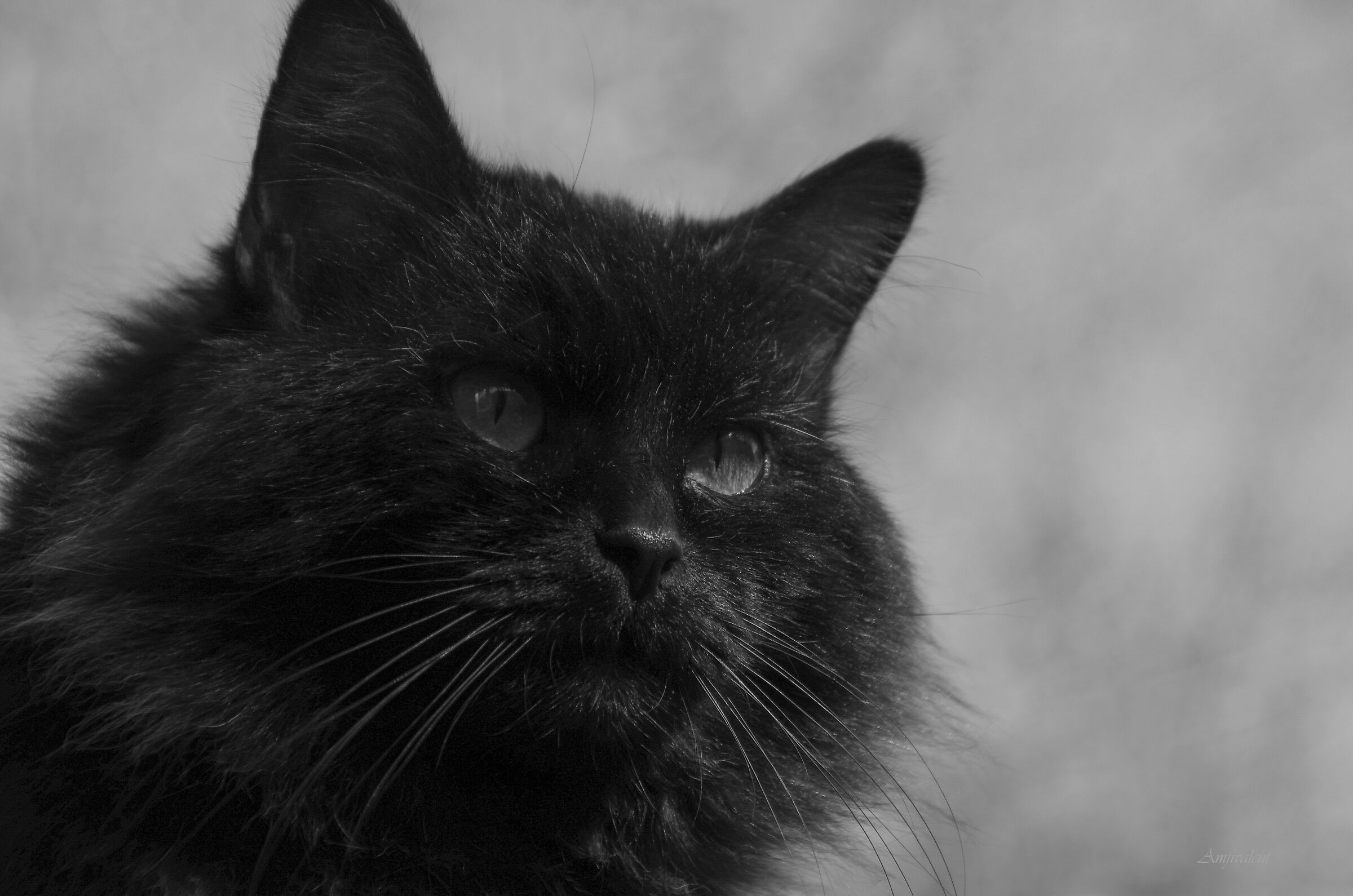 Ritratto di una Persona importante