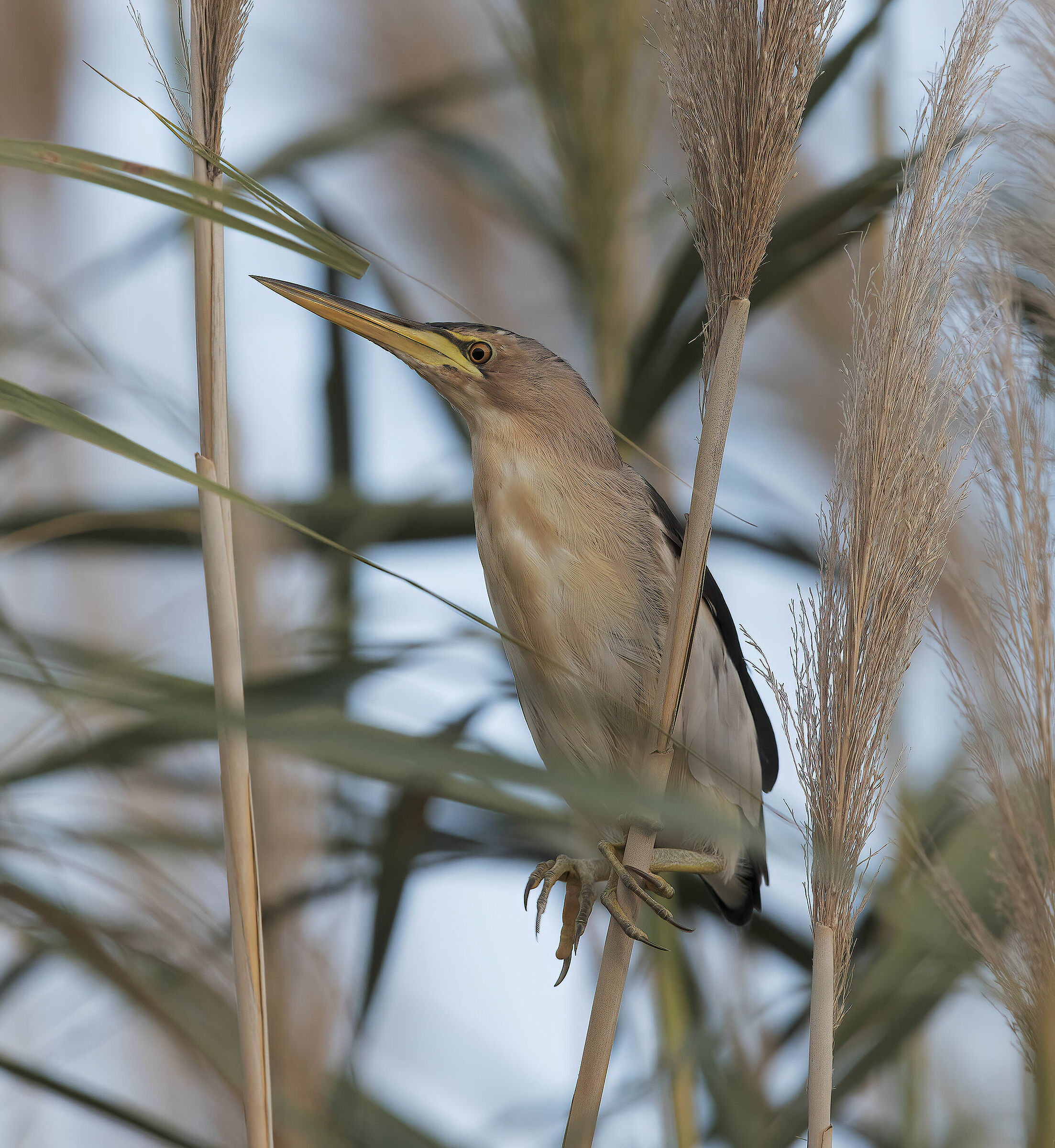 tarabusino, (ixobrychus minutus)