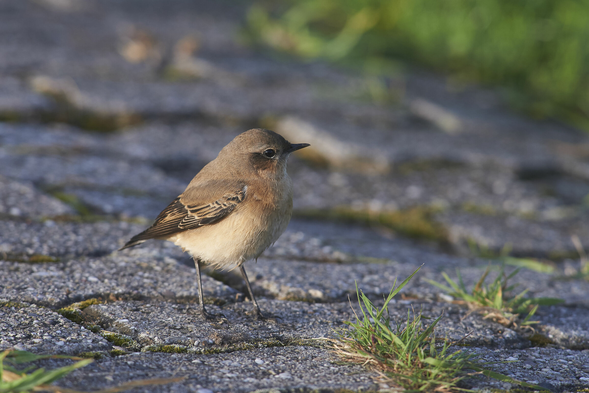 Northern Wheatear