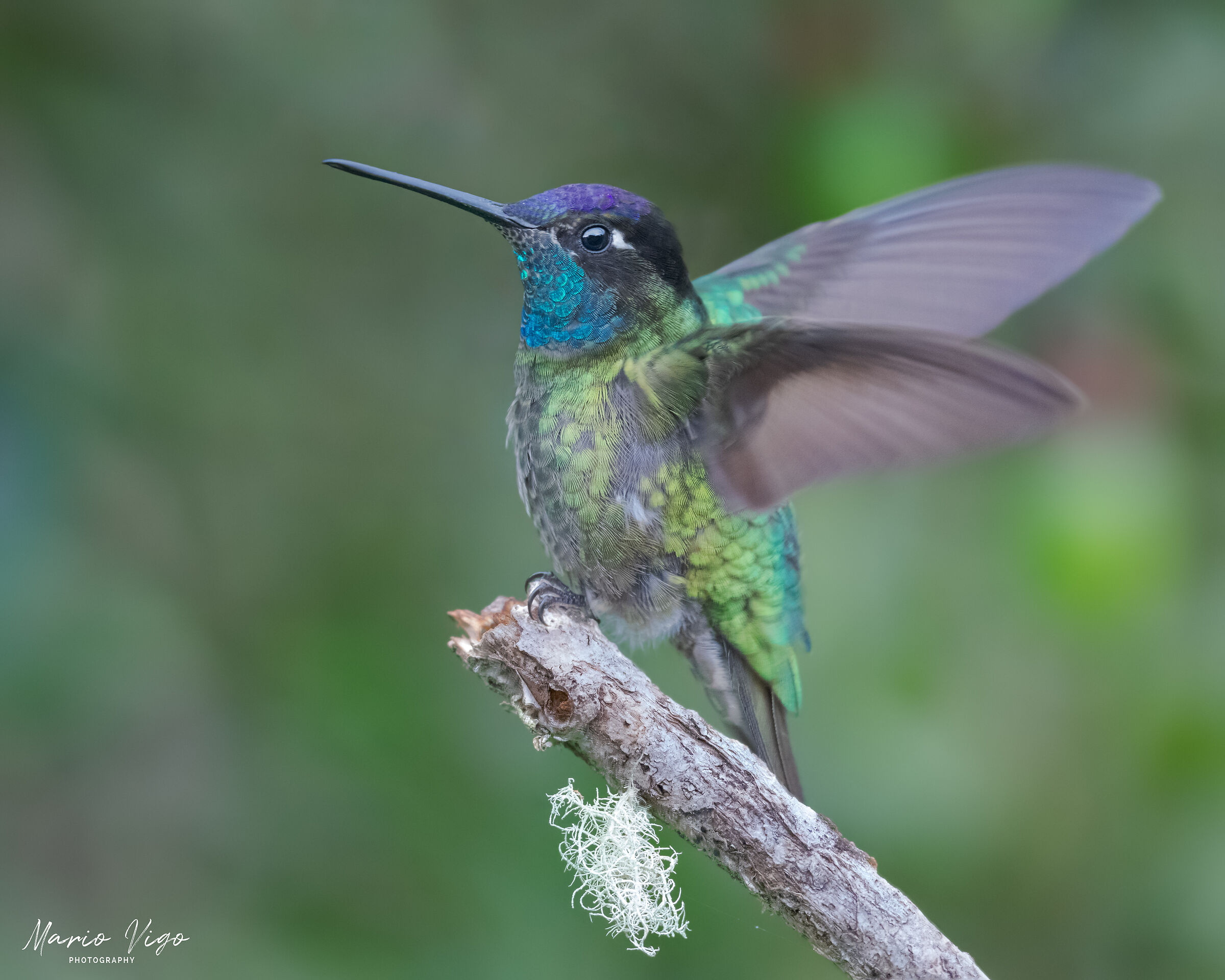 Magnificent Hummingbird