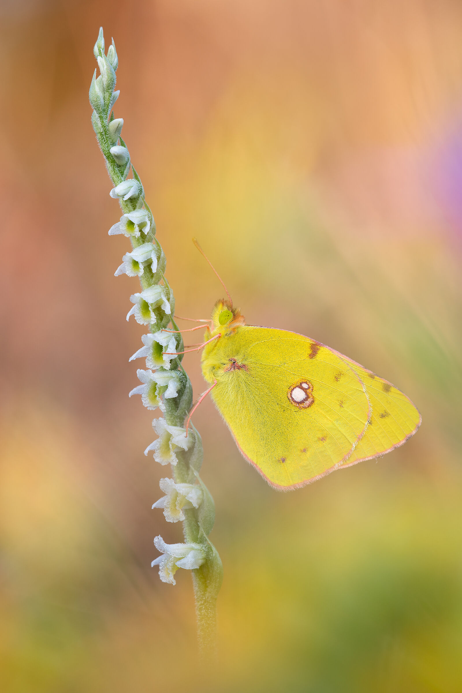 Colias crocea su Spiranthes spiralis