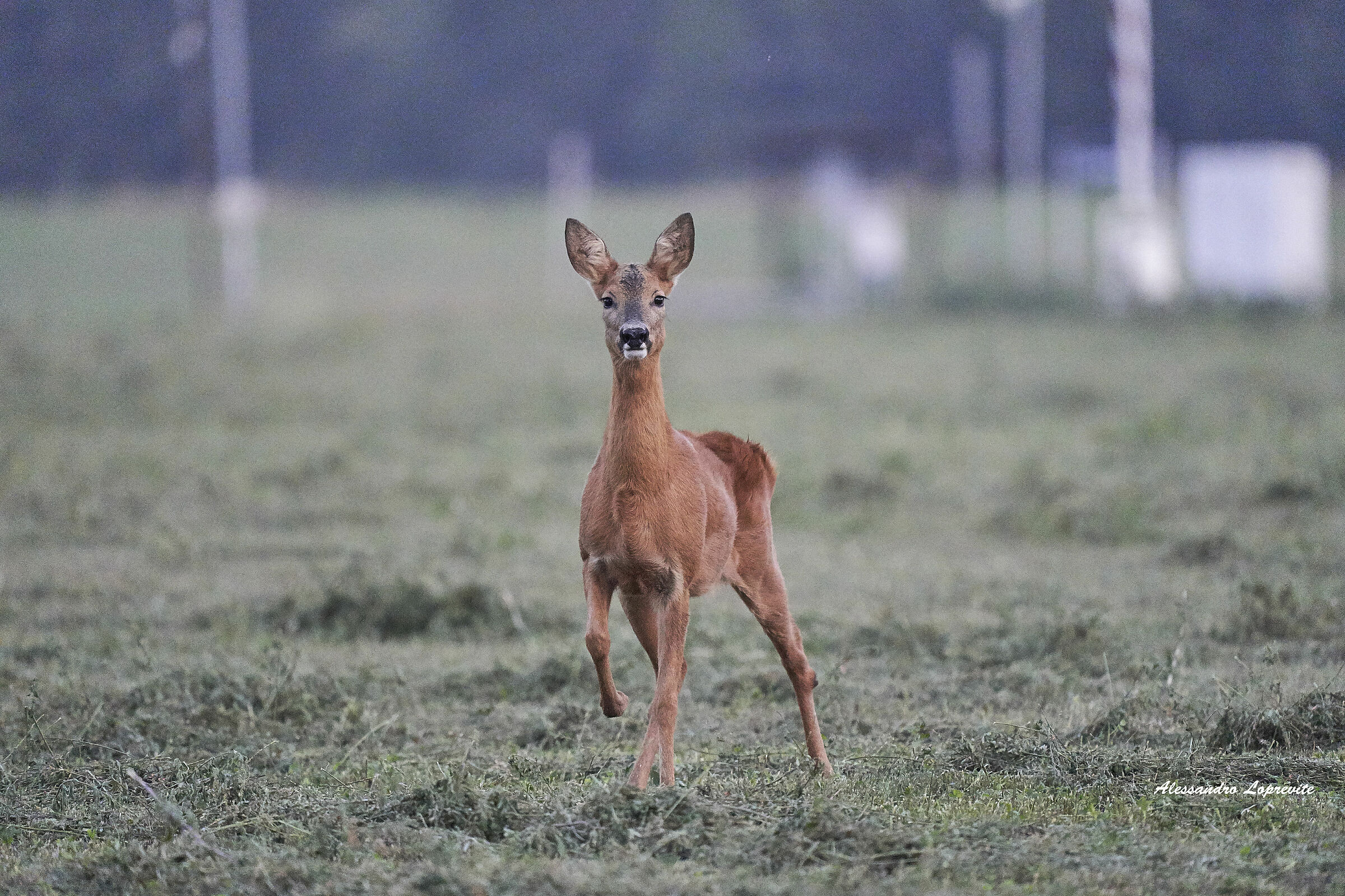 Buongiorno (No Crop)