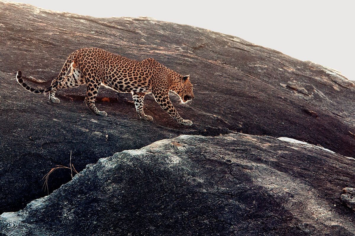 first sighting pardo ...