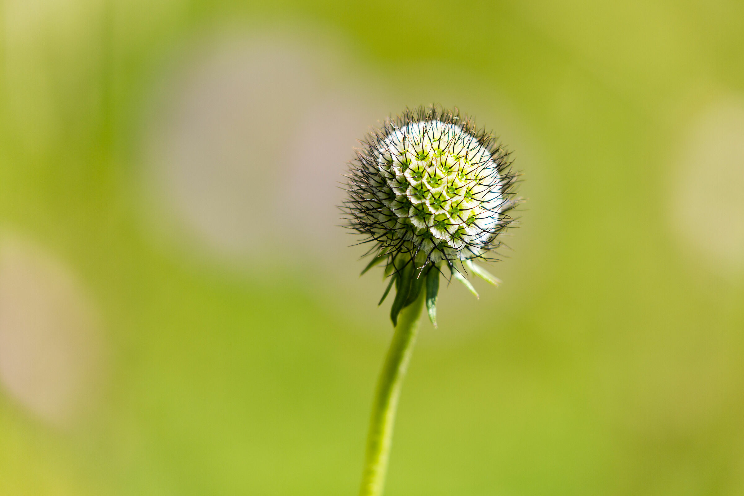Mountain grass