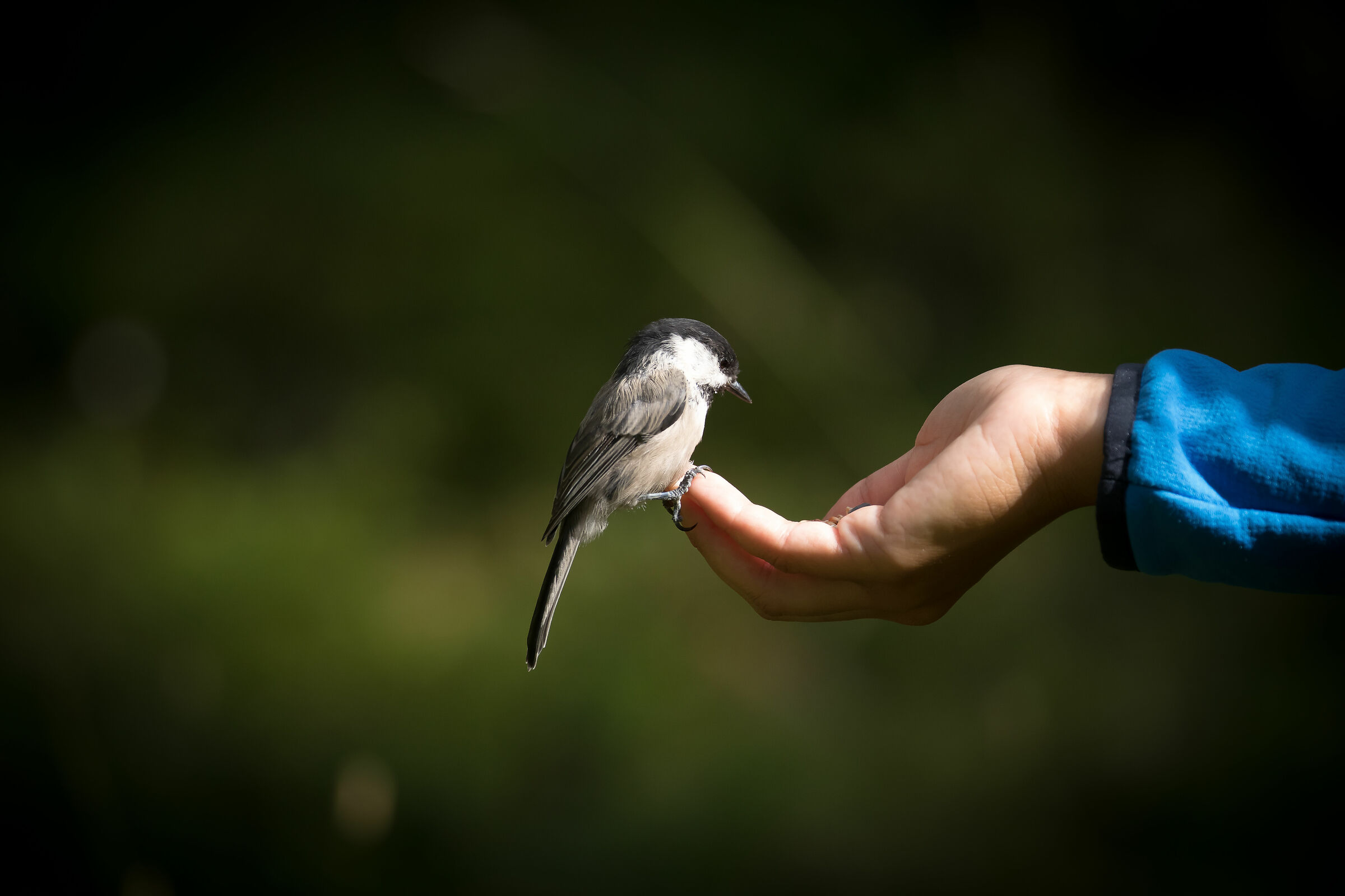 Cincia bigia alpestre