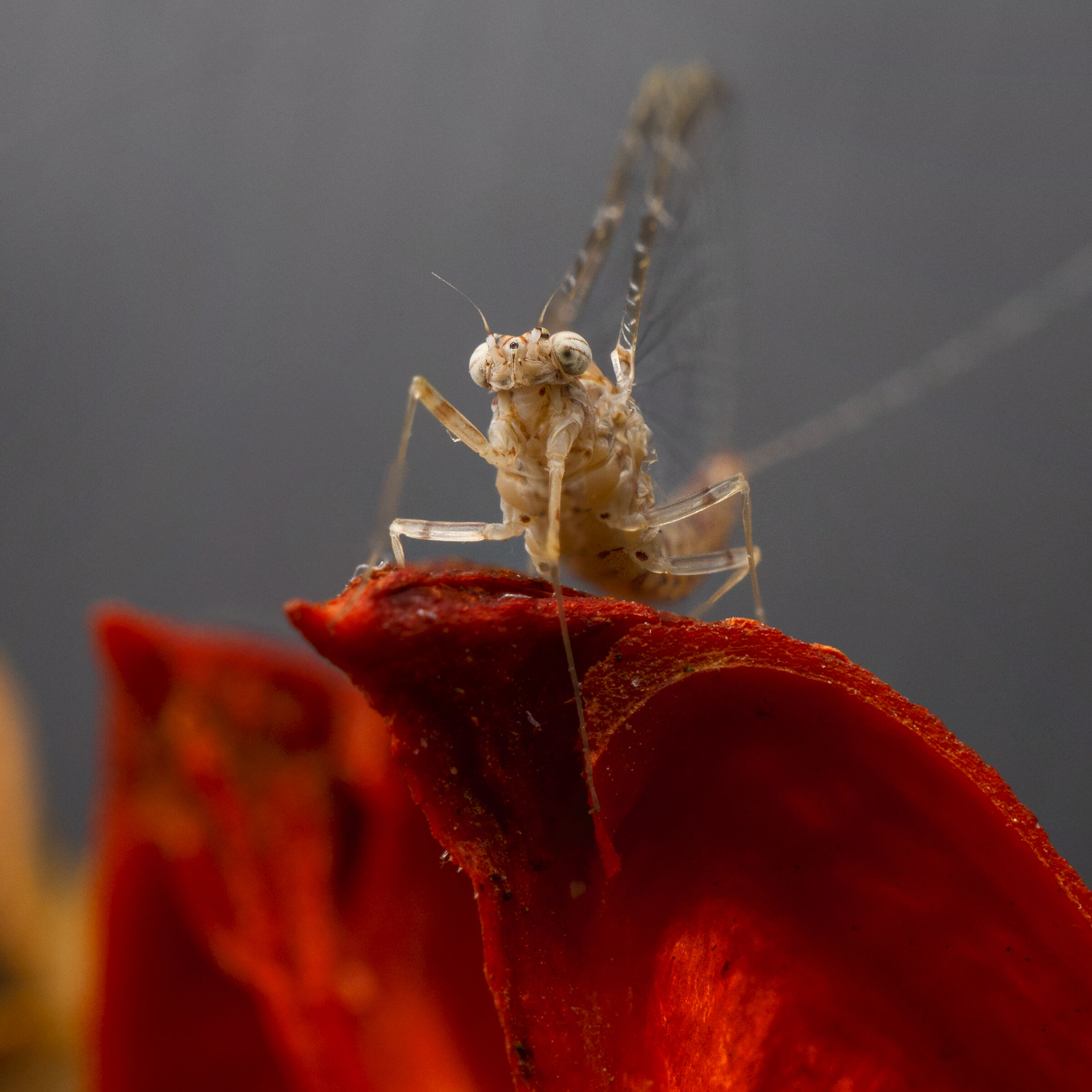 La sentinella