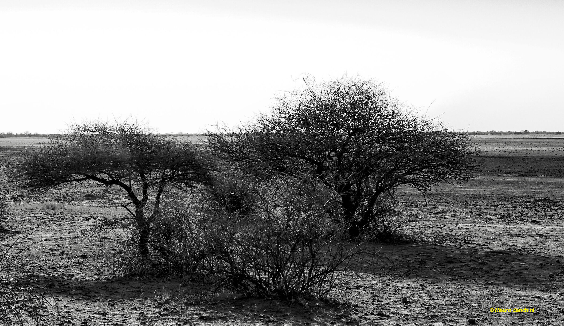 Cespugli del deserto