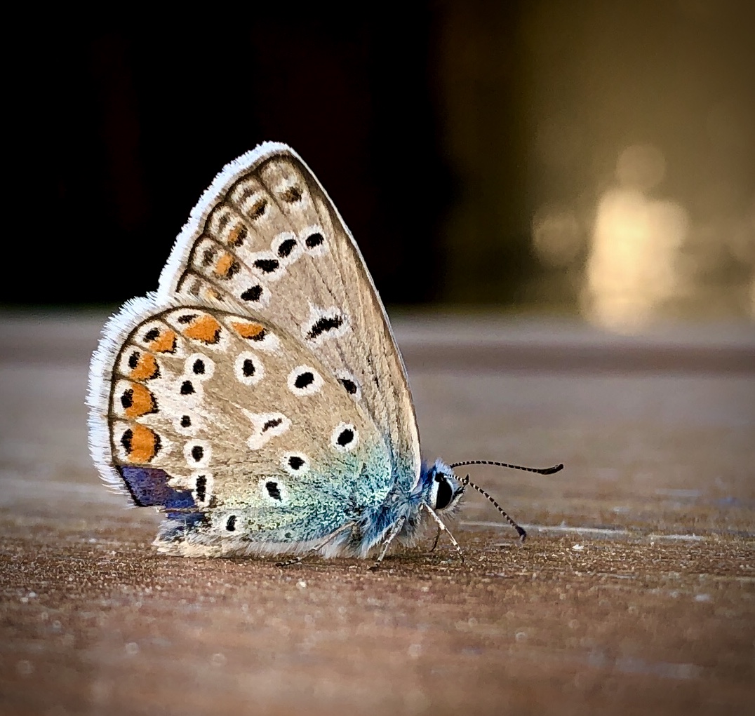 Farfalla