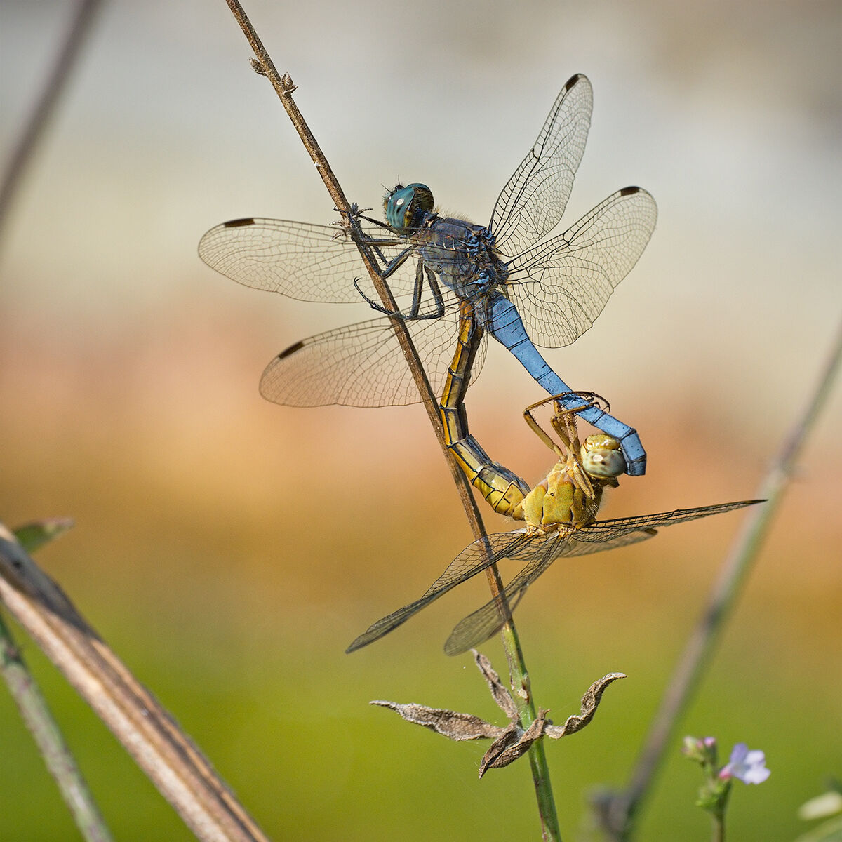 Orthetrum brunneum in mating