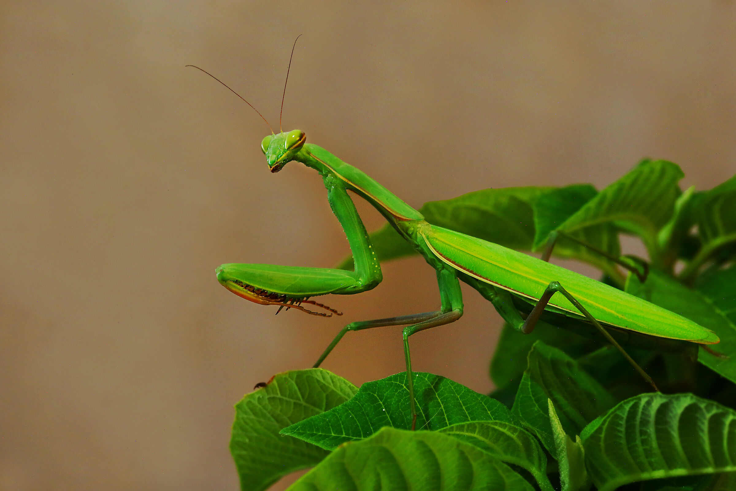 Religious Mantis
