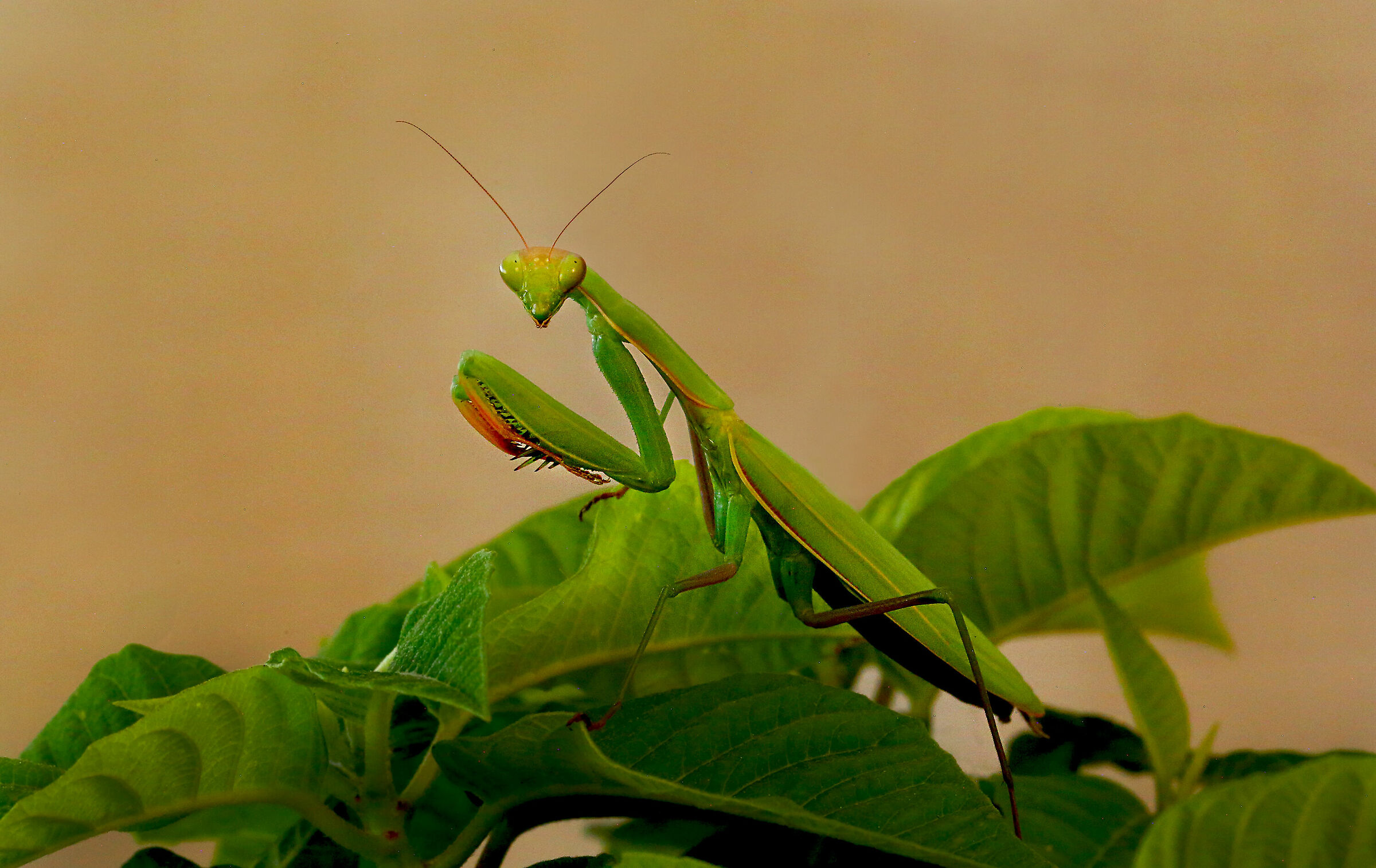 Religious Mantis