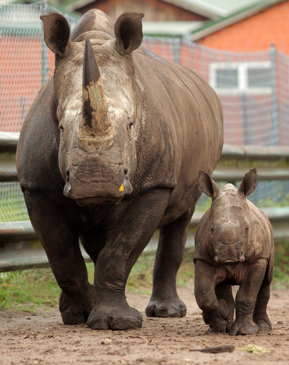 bambino rinoceronte