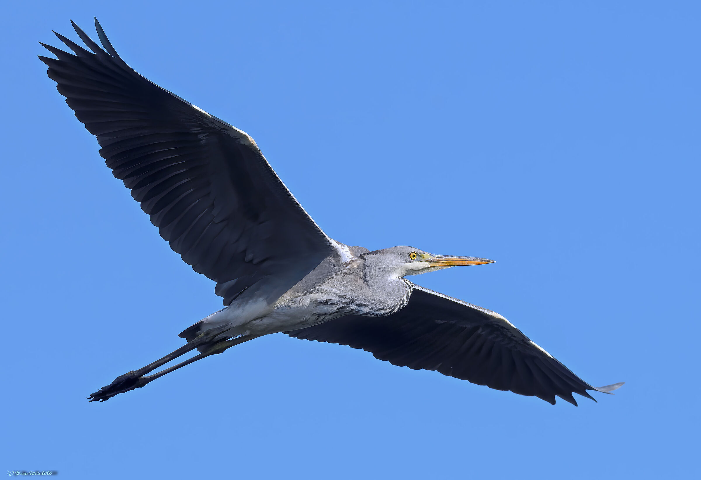 Heron Ash (Ardea Cinerea)