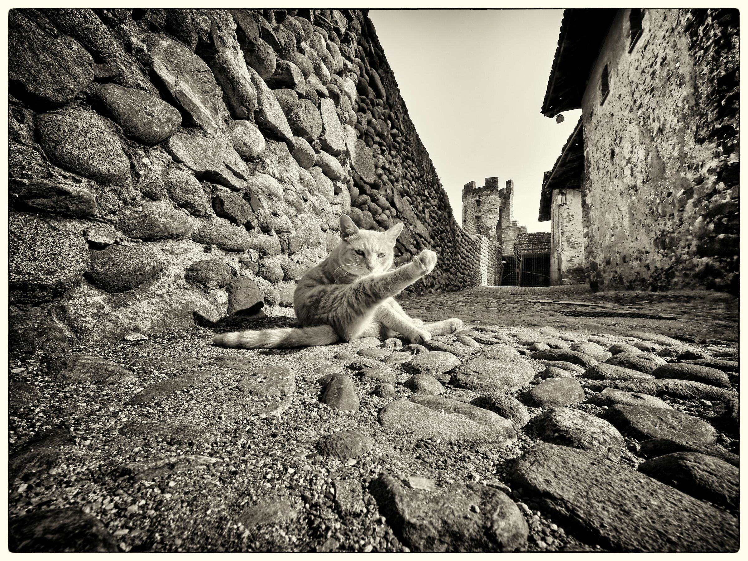 the cat in the high castle