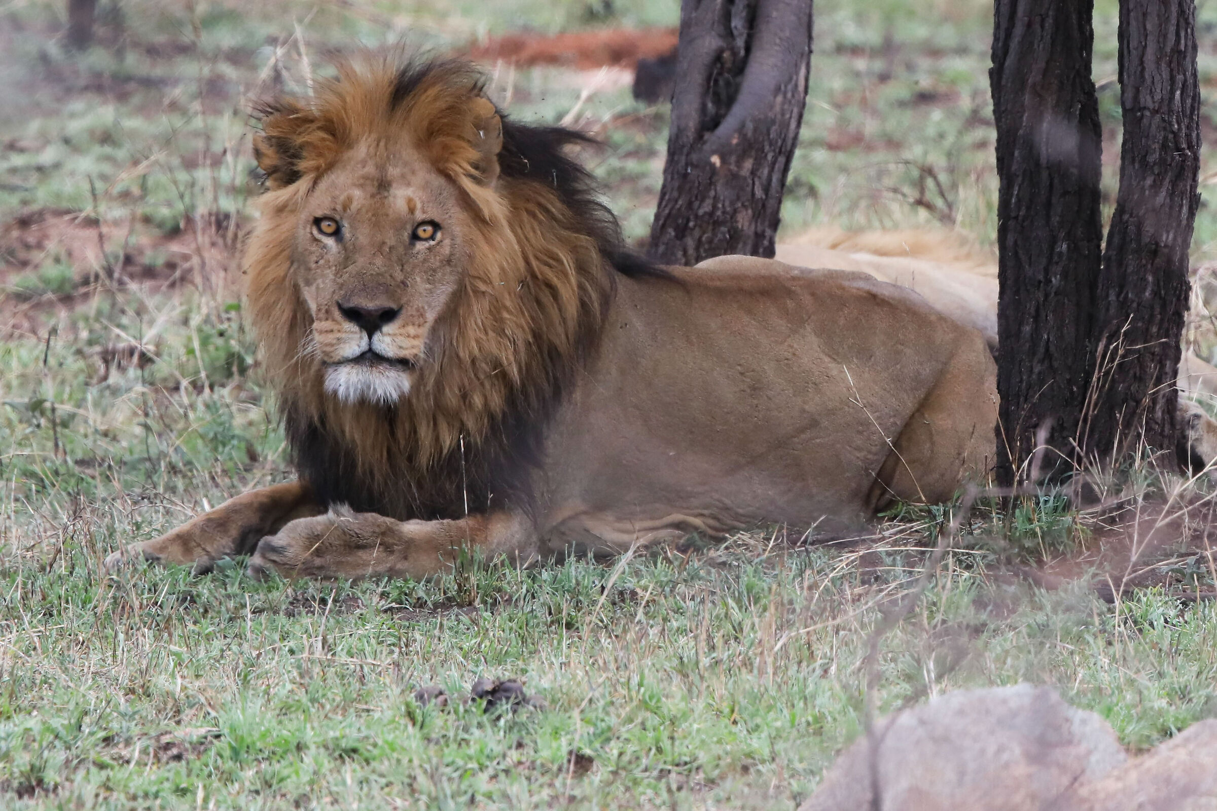 Serengeti-Lobo  Maschio alfa di 4 fratelli