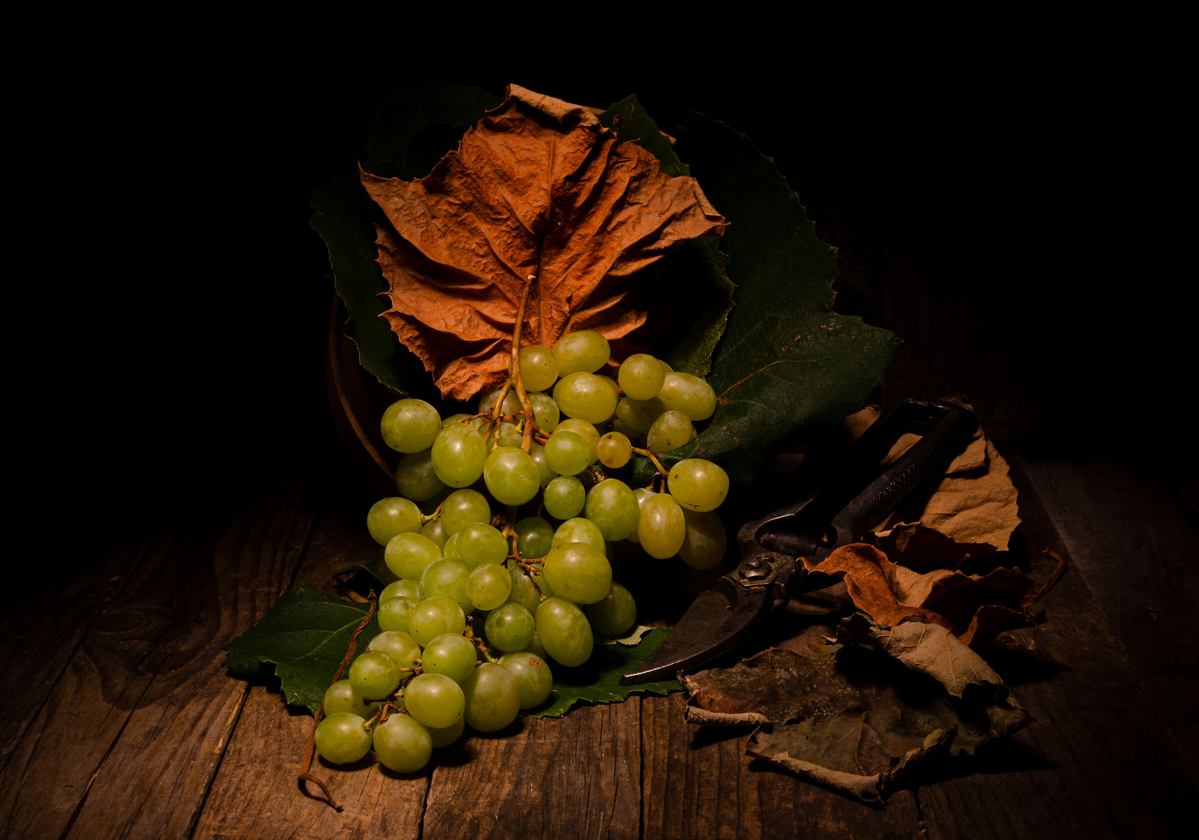 e' tempo di vendemmia
