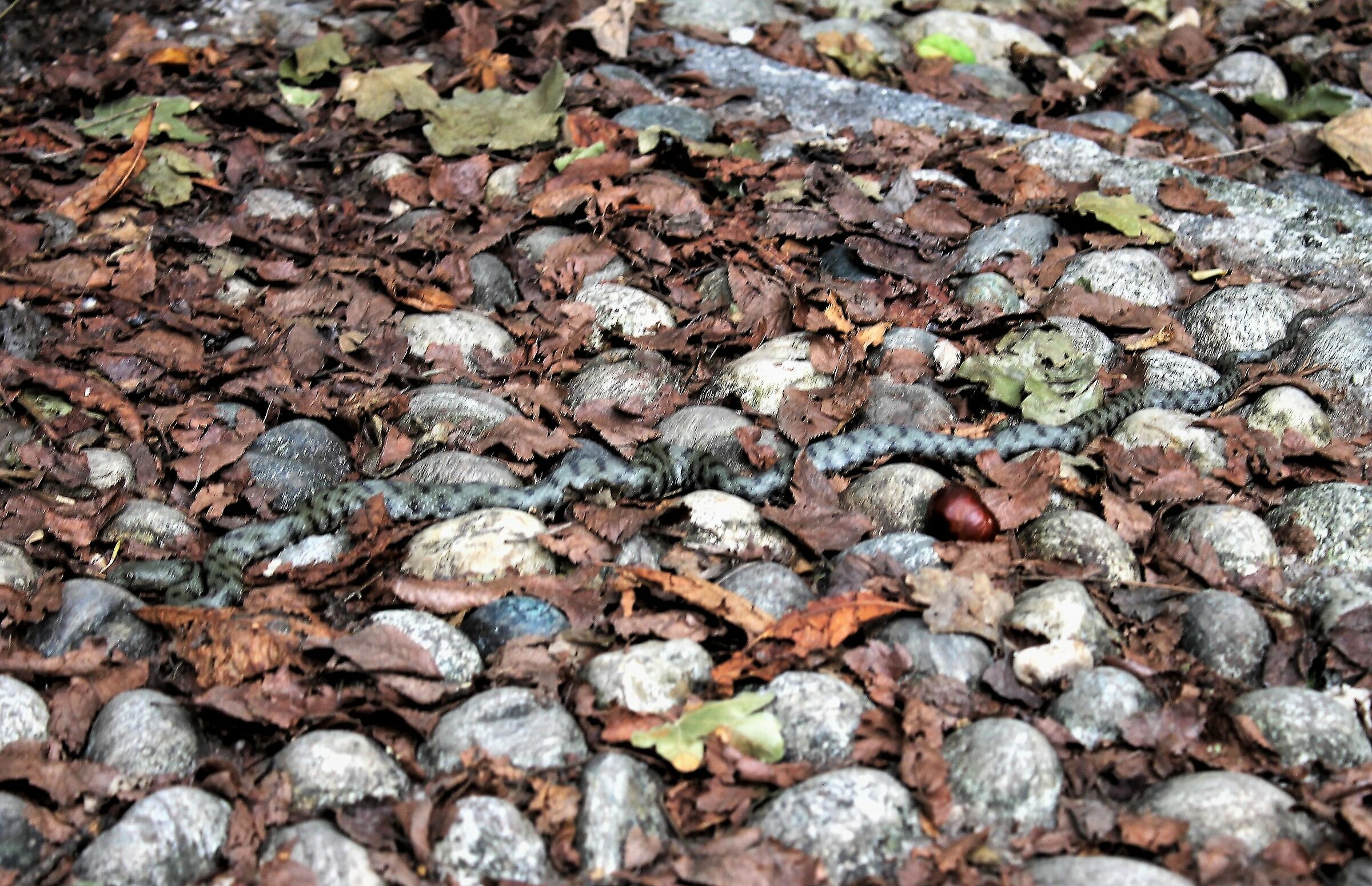 Il mimetismo della natrice