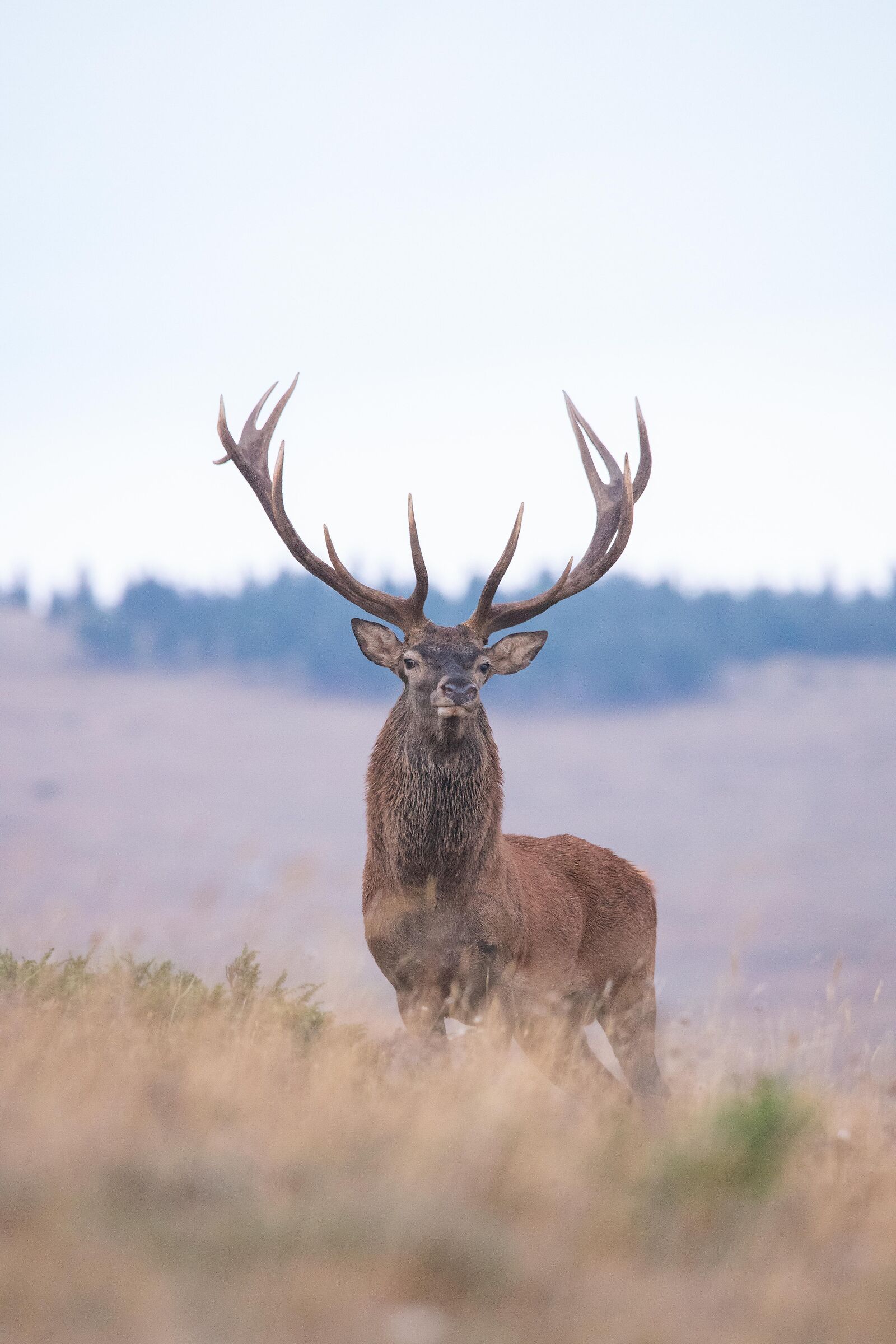 Cervus elaphus