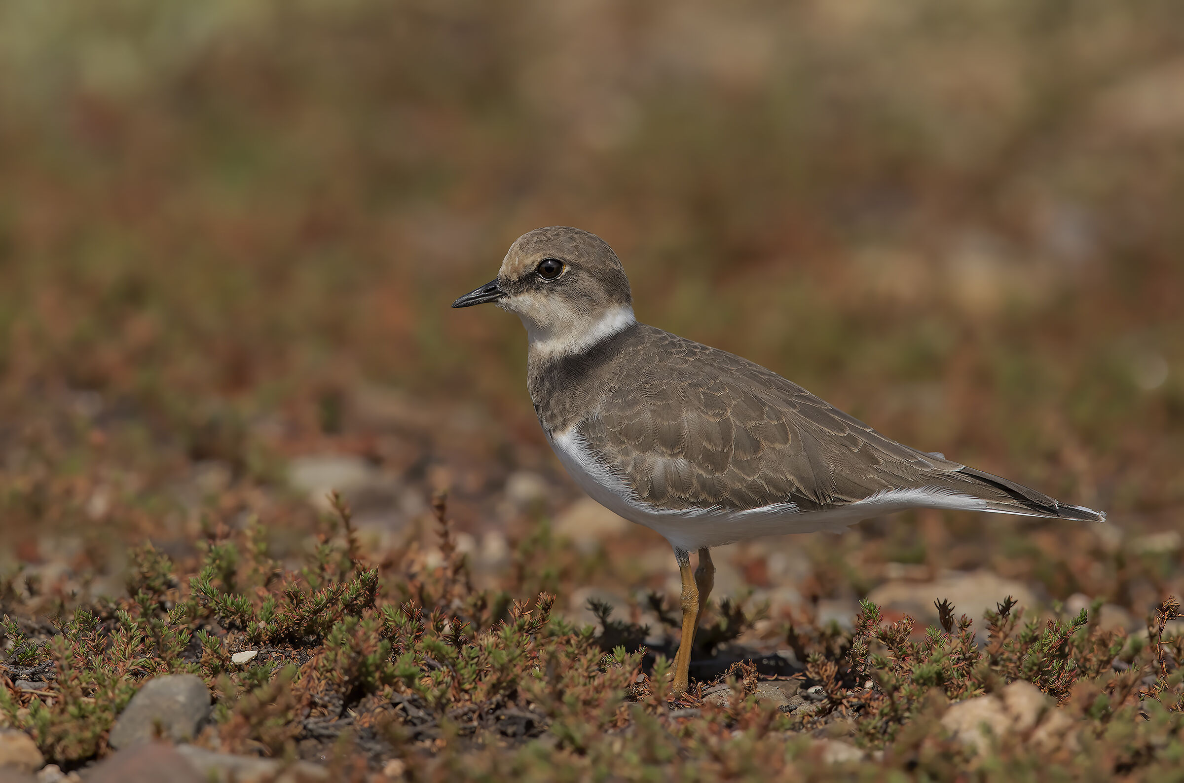 corriere grosso( charadrius hiaticula)