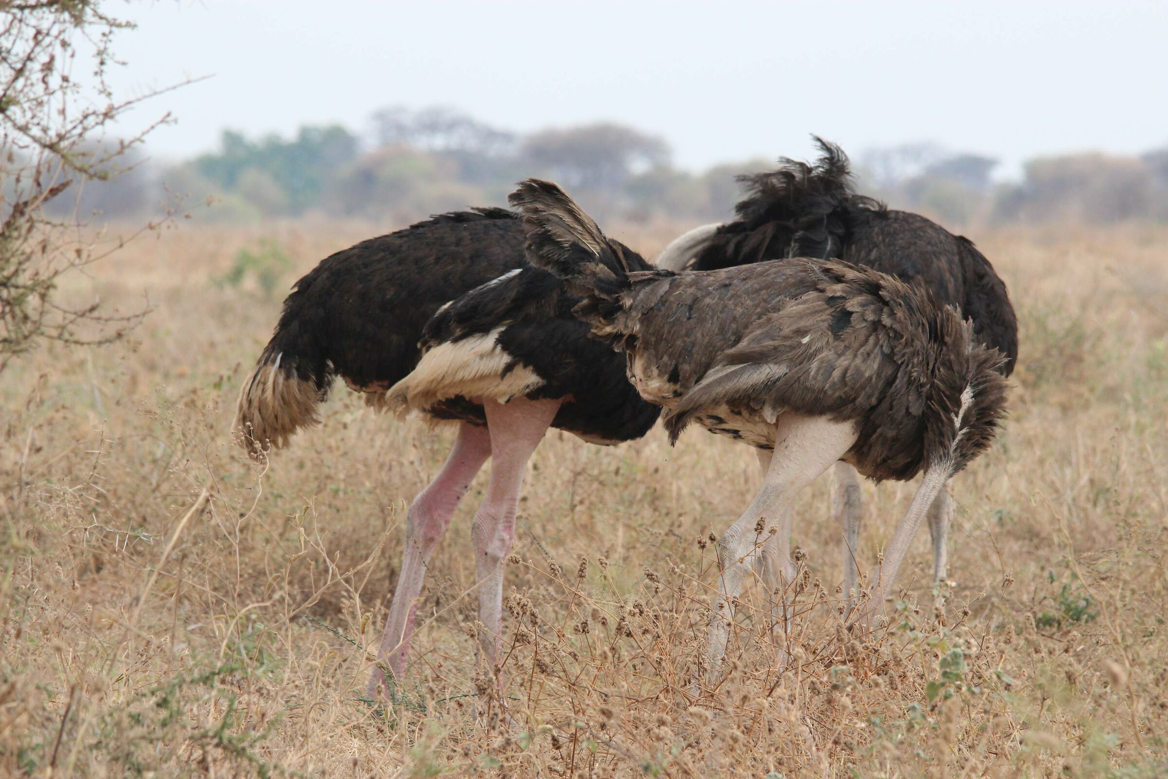 La Scala Dance School
