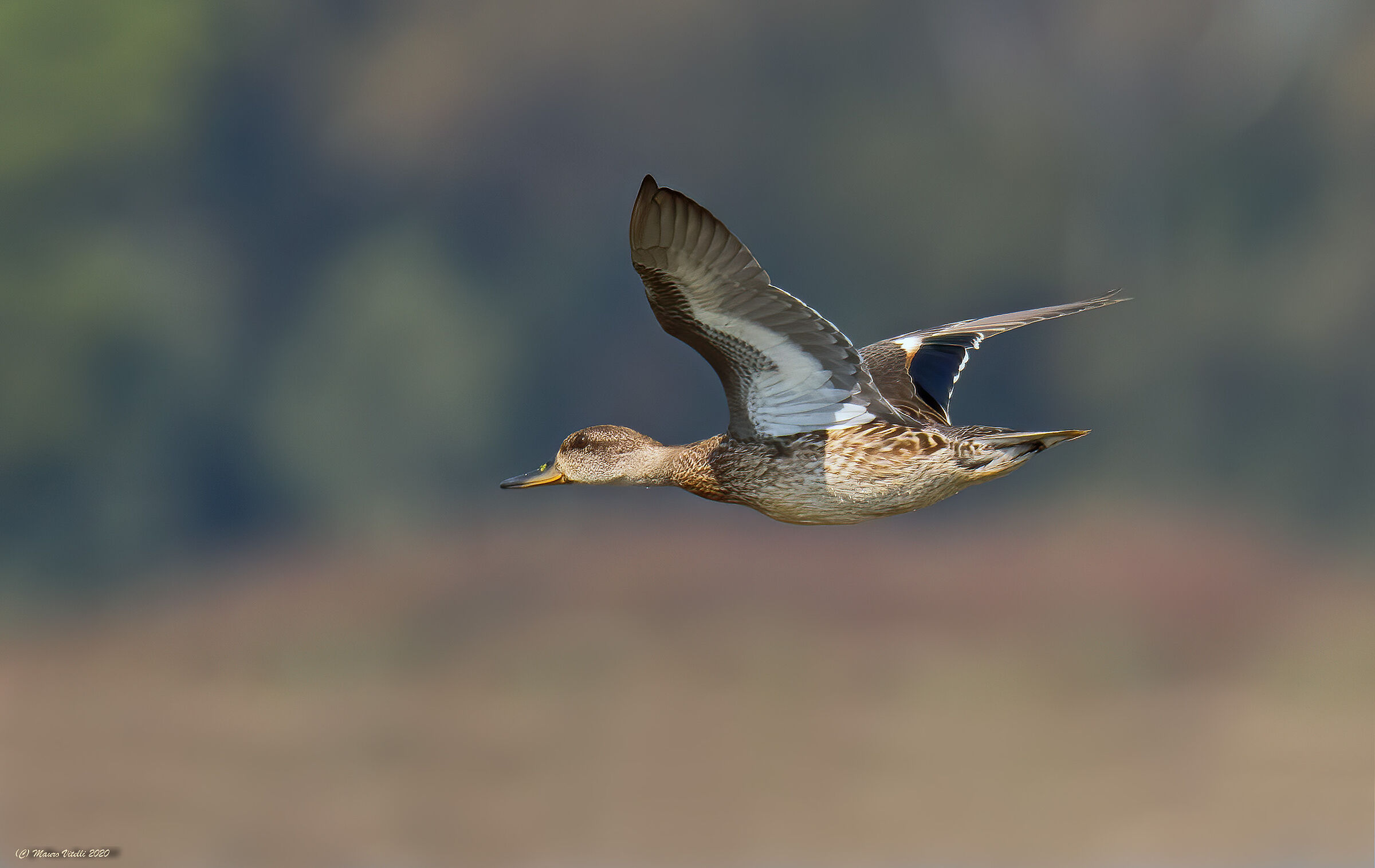 Alzavola (Anas Crecca)