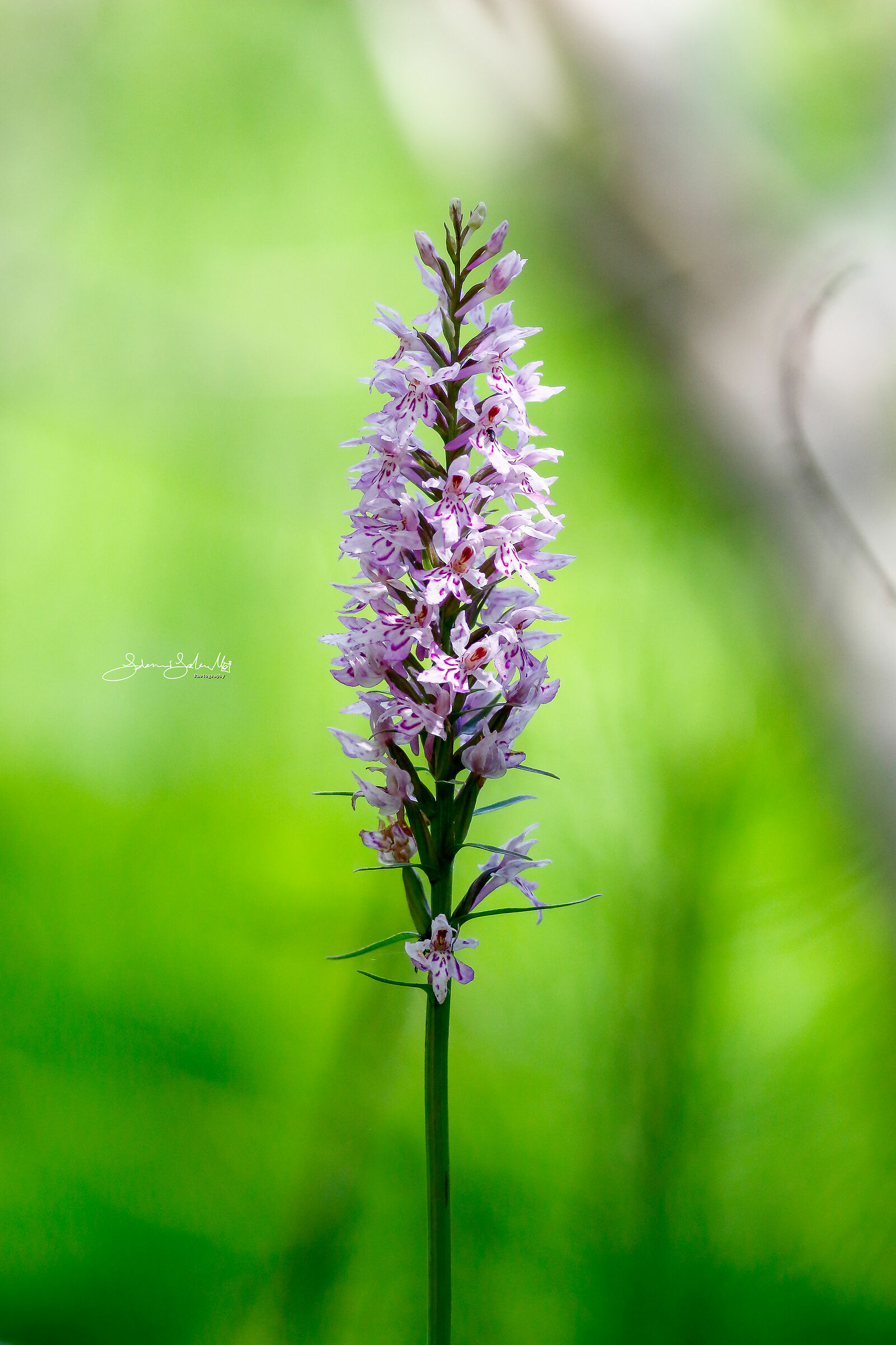 Dactylorhiza spotted fuchsii (Druce, 1966)