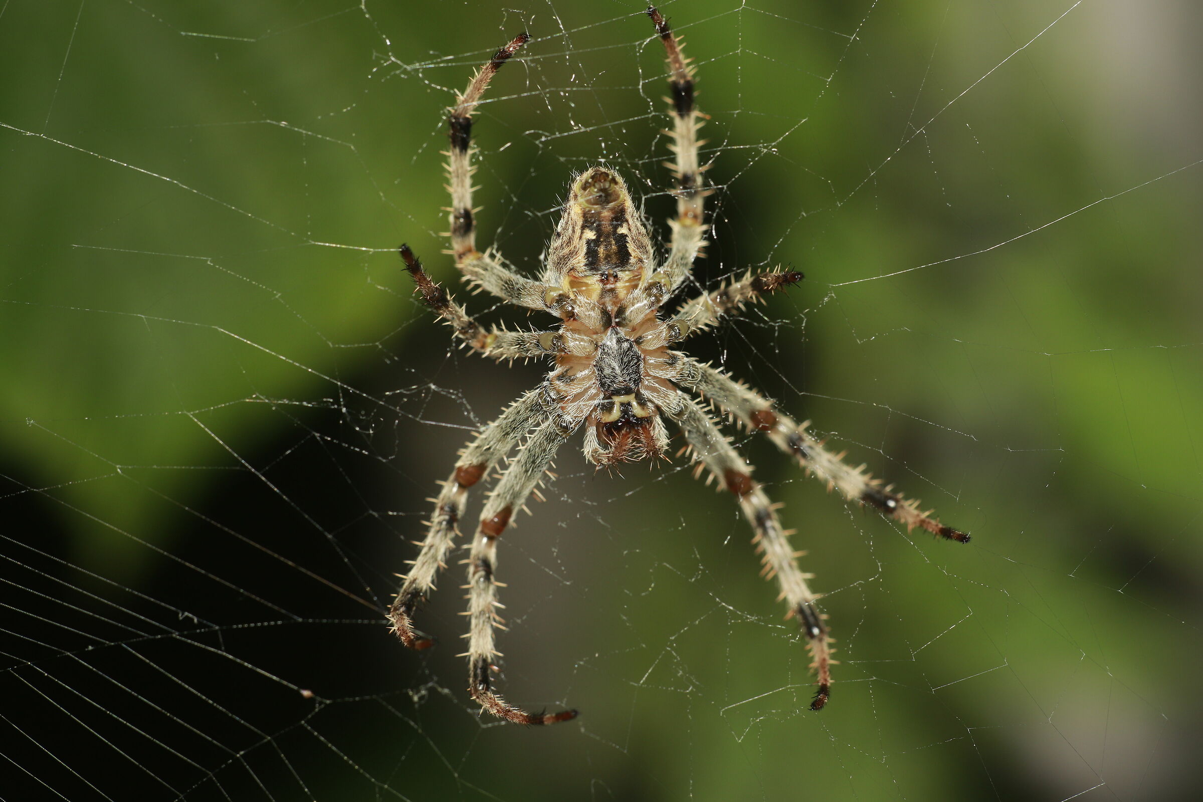 9/18/20 Crusader Spider