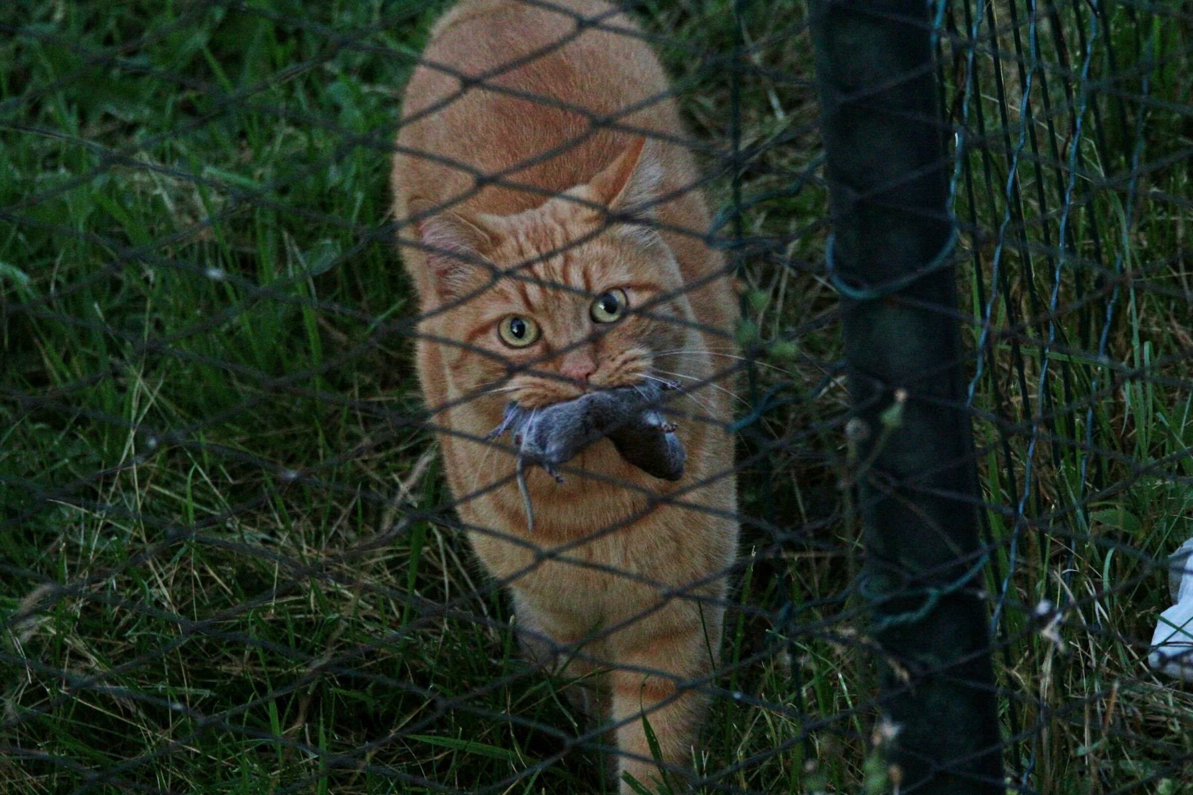 anche x oggi si mangia